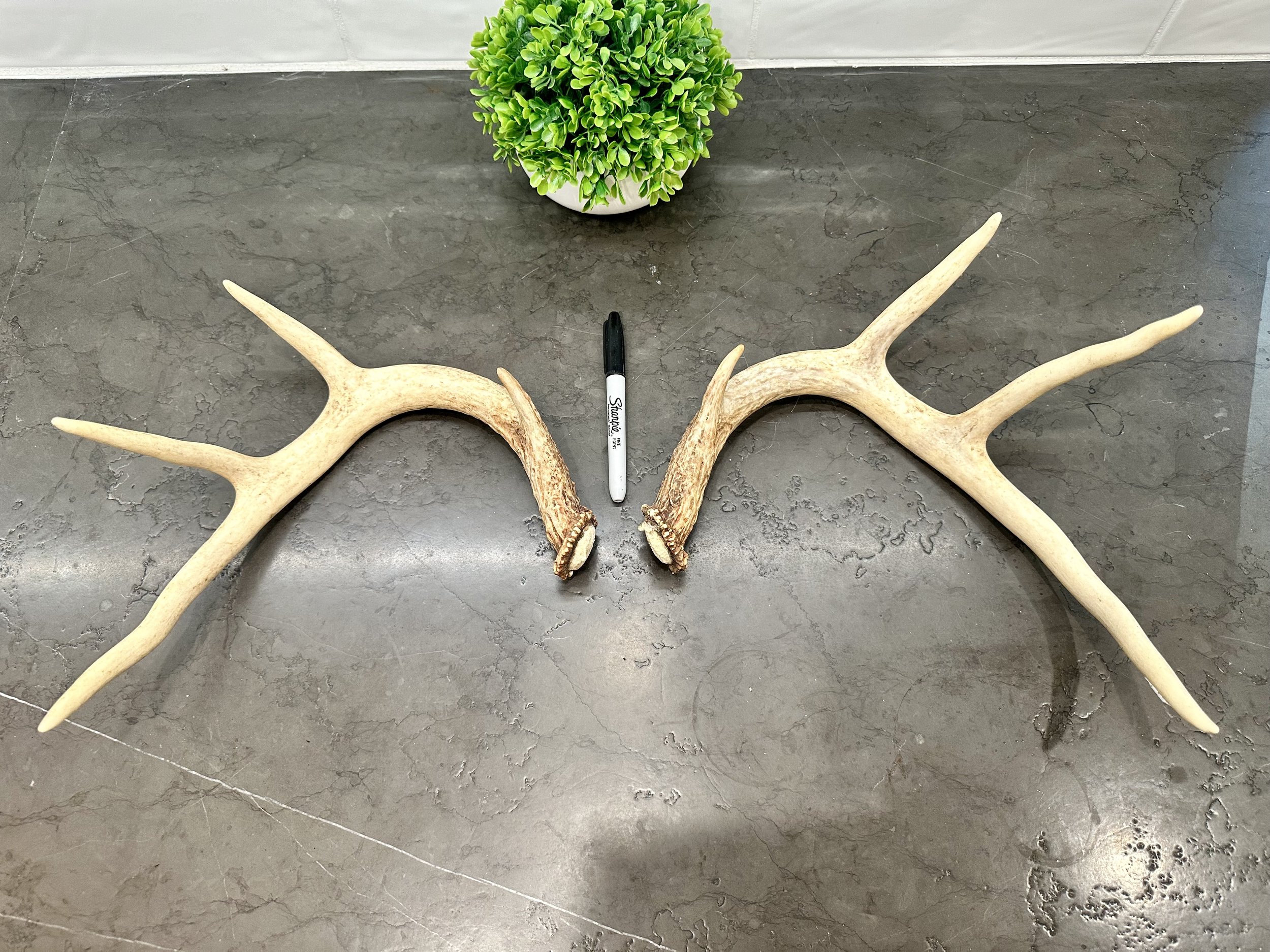 Deer Antler | Naturally Shed | WHOLE | Paired Matched Antler Set | 8 Point Buck