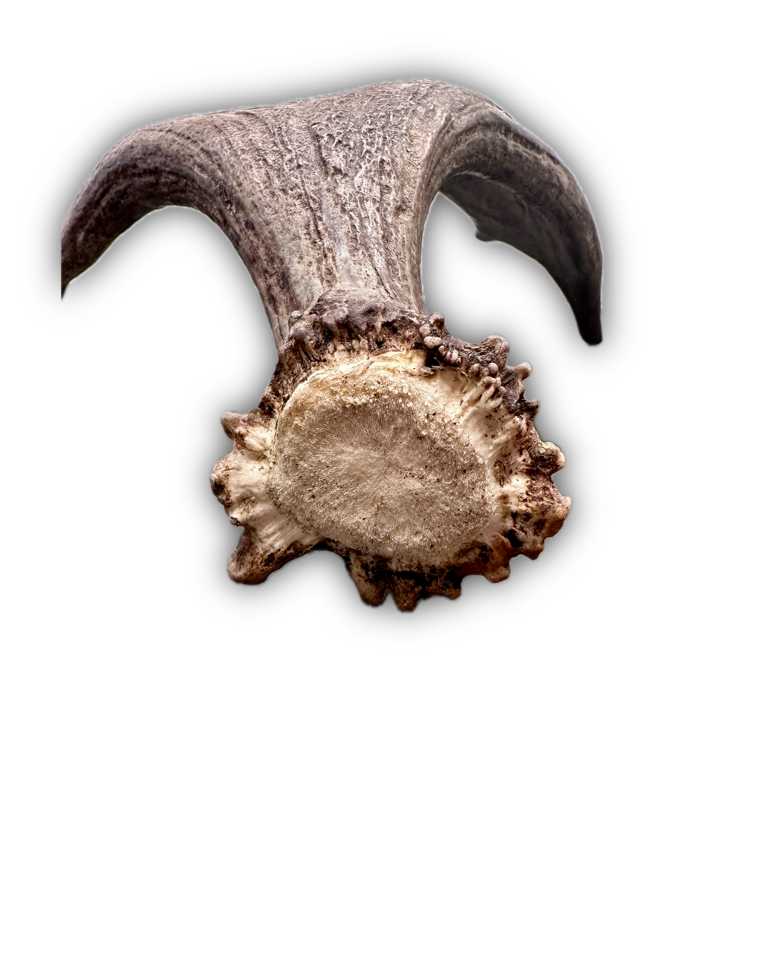 IMG_7215 Background Removed-shadow.png