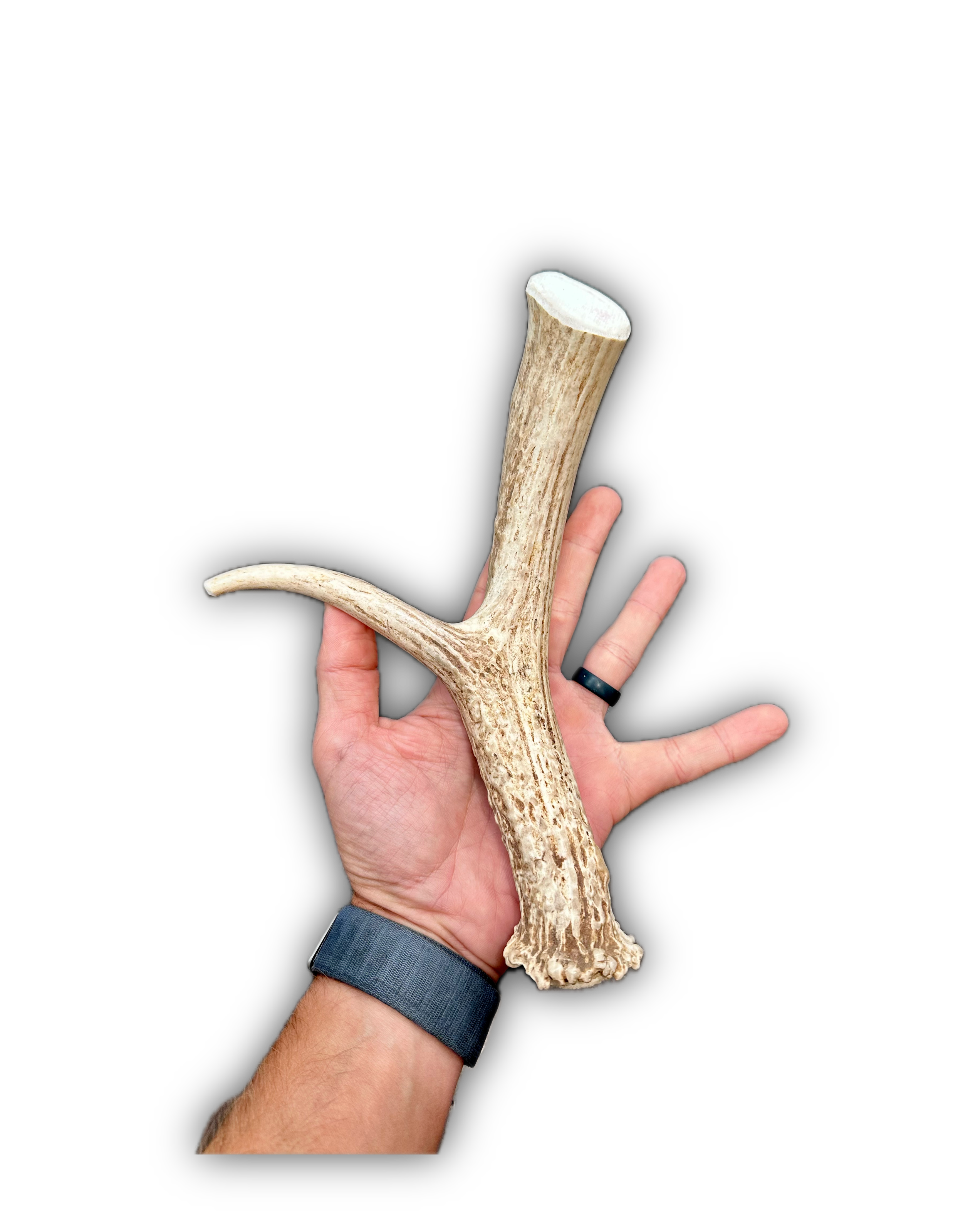 Deer Antler | Dog Chews | Custom Cut | Antler Base 11" w/ Tine
