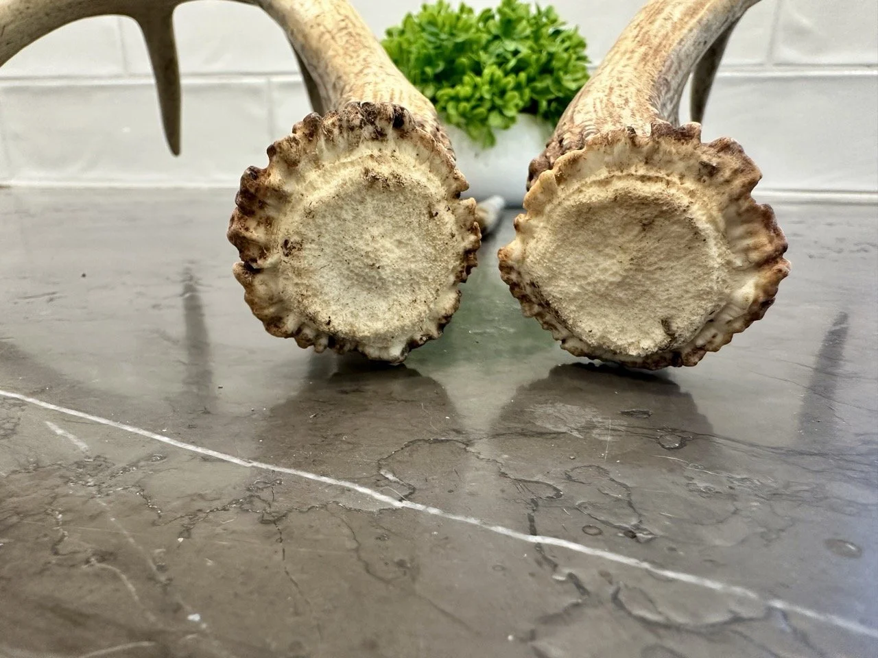 IMG_4383 2 Large.jpeg