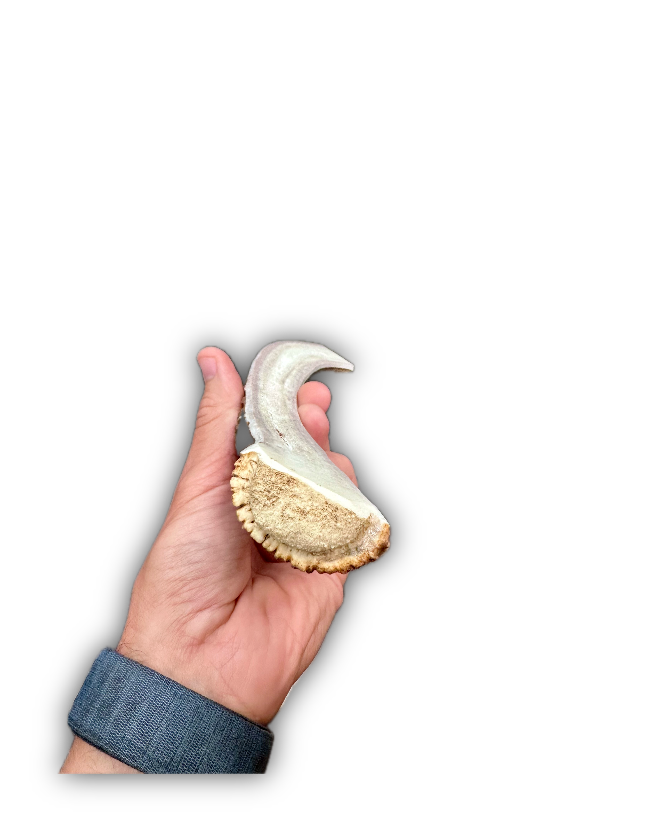 IMG_6959 Background Removed-shadow.png