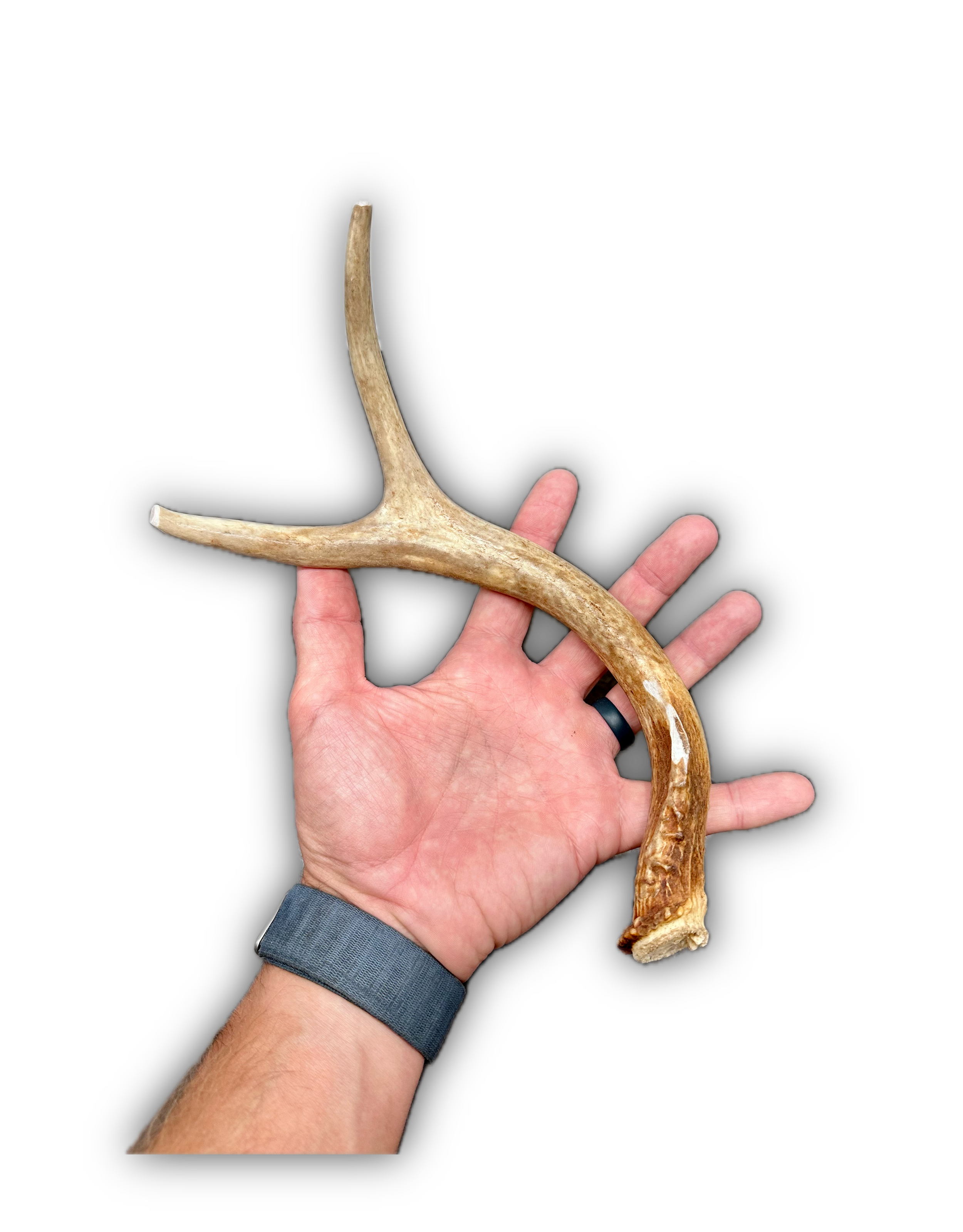 Deer Antler | Dog Chews | Custom Cut | Complete Antler