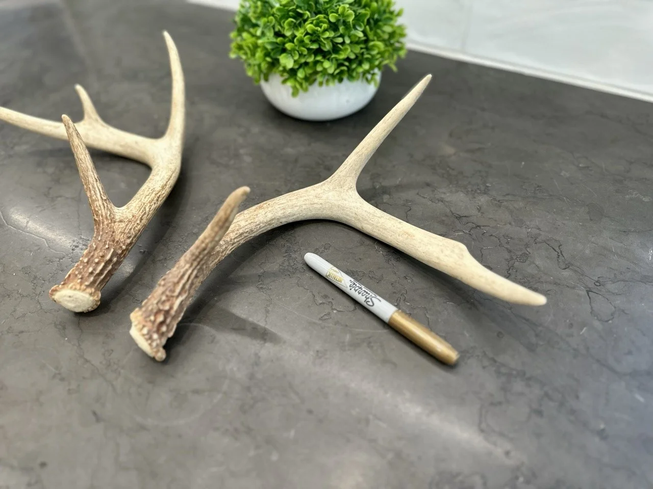 IMG_4395 2 Large.jpeg