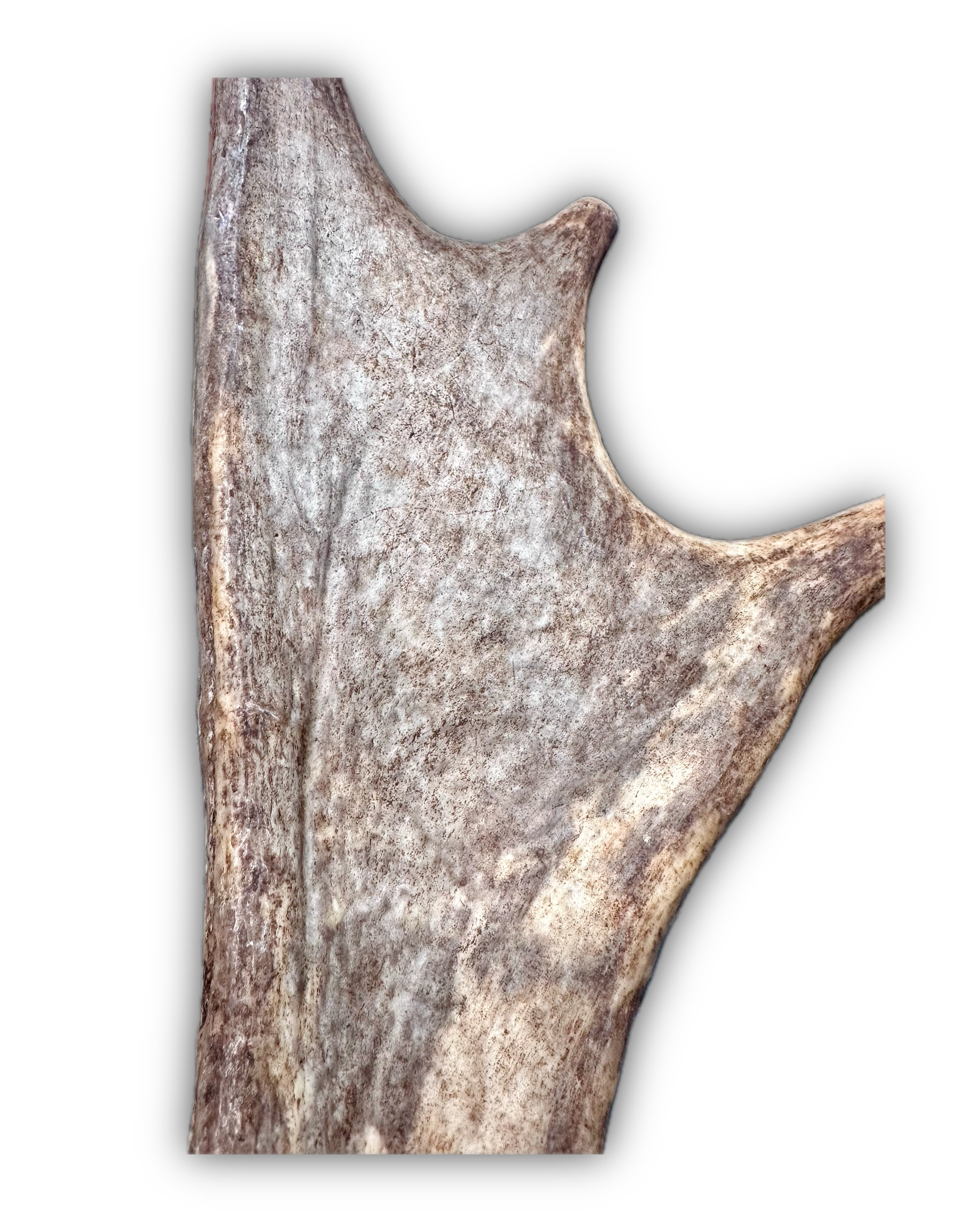 IMG_7217 Background Removed-shadow.png