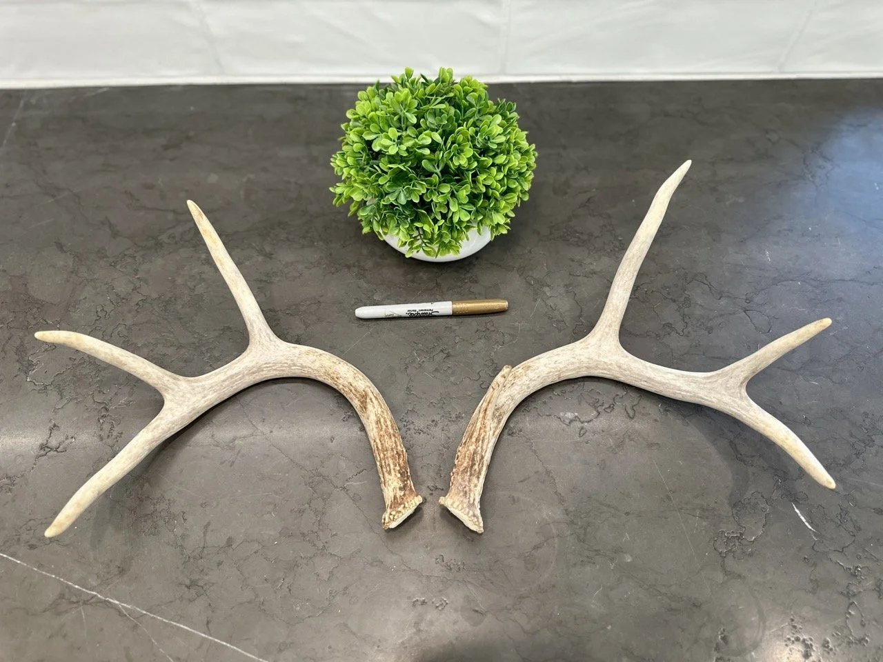 IMG_4369 2 Large.jpeg