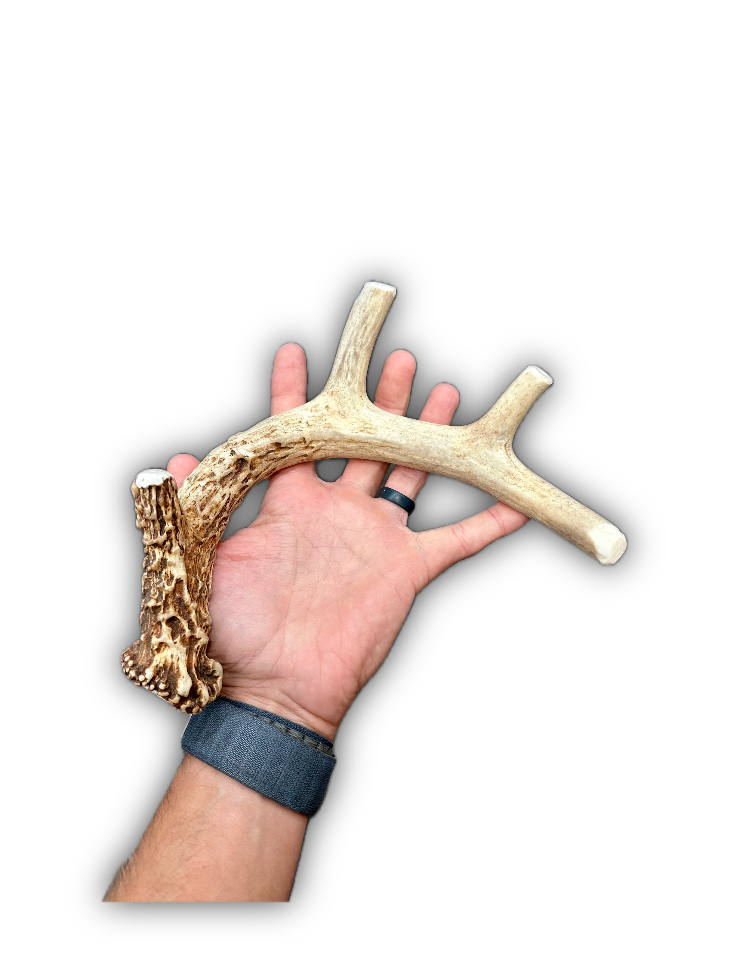 Deer Antler | Dog Chews | Custom Cut | Antler Base 13" w/ Tines