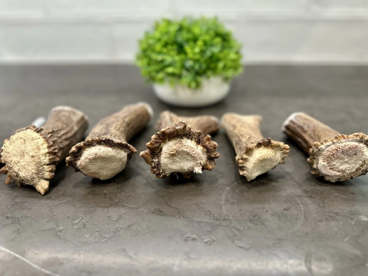 Moose Antler Base