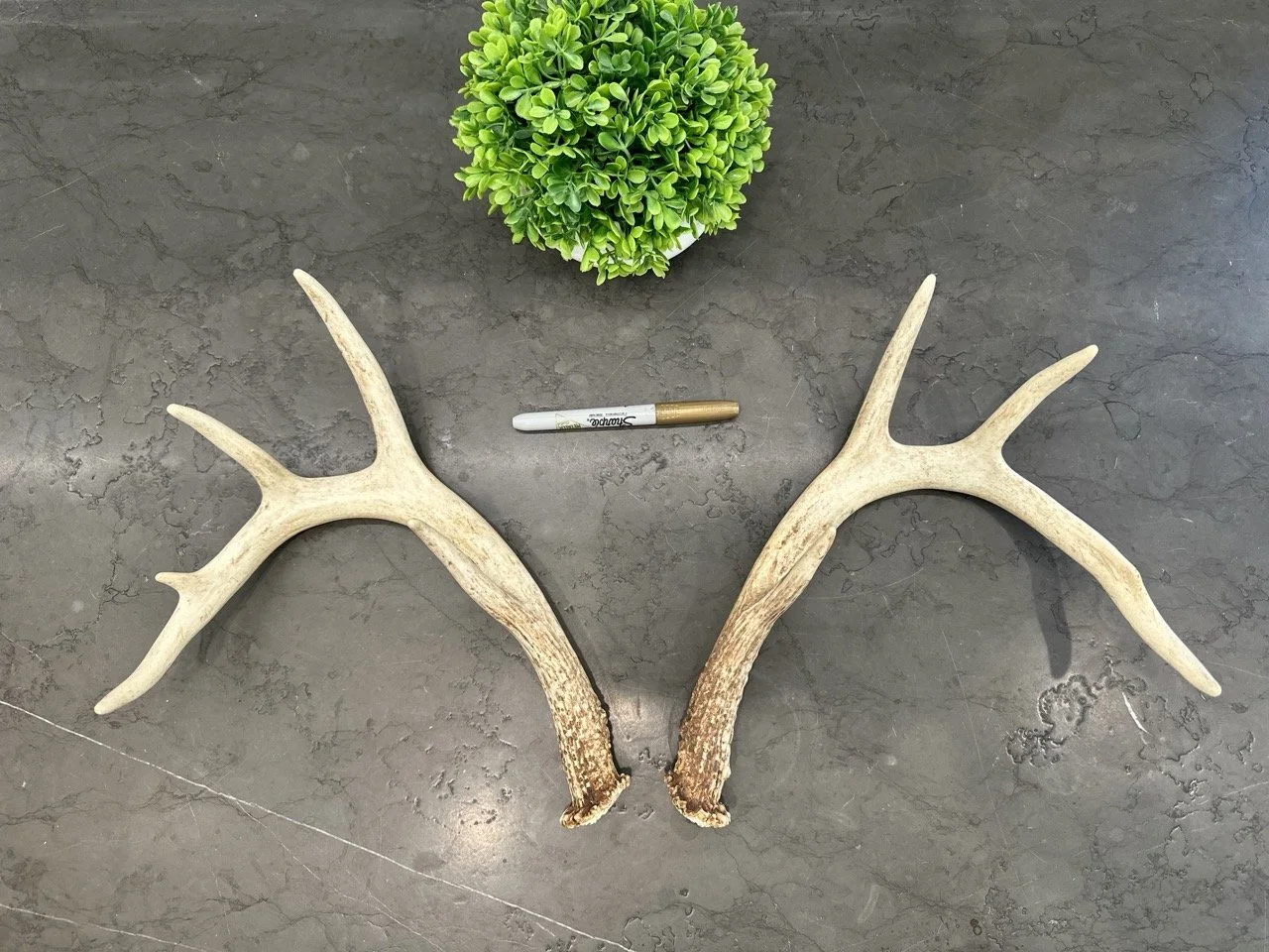 IMG_4377 2 Large.jpeg