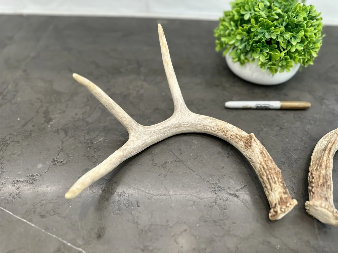 IMG_4370 2 Large.jpeg