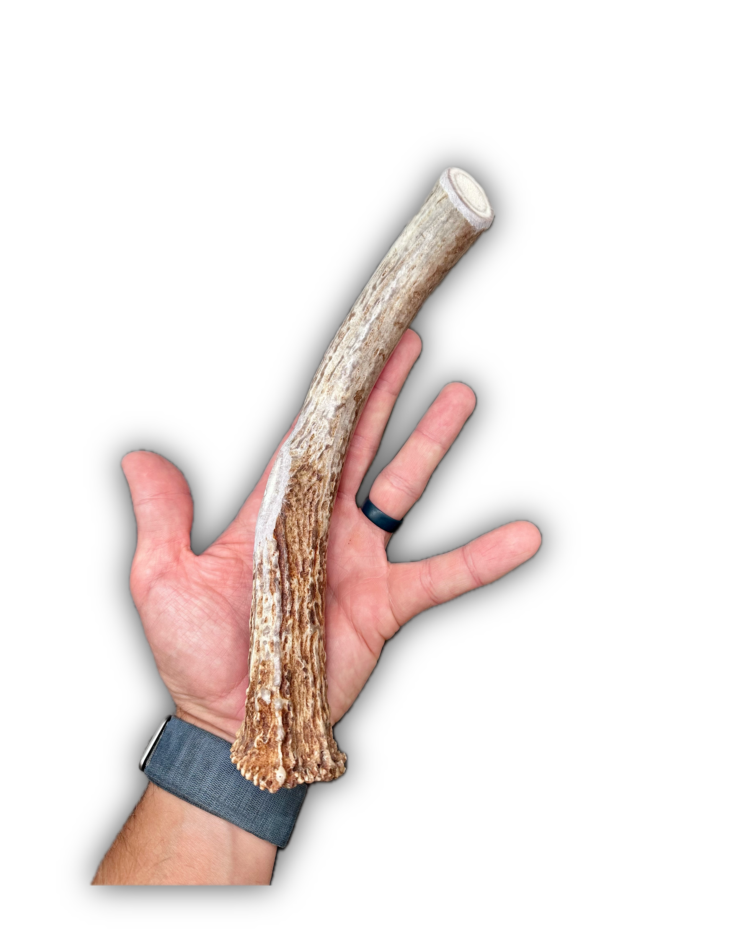 Deer Antler | Dog Chews | Custom Cut | Antler Base 11"