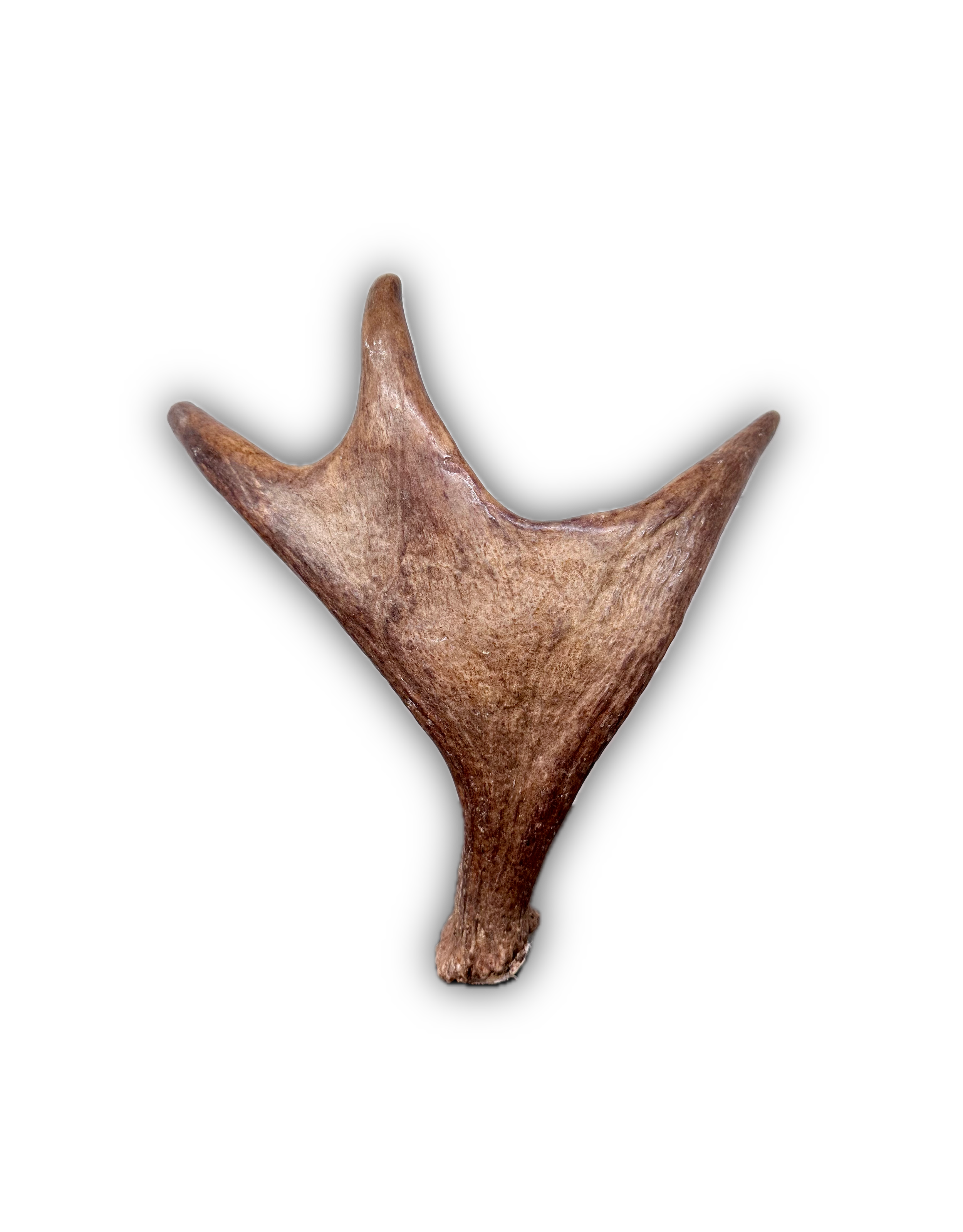 IMG_7205 Background Removed-shadow.png