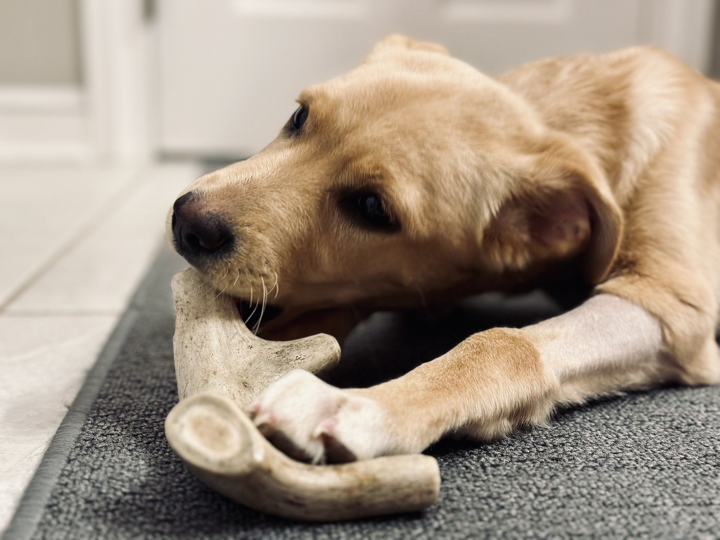 Are Antlers Safe For Dogs?