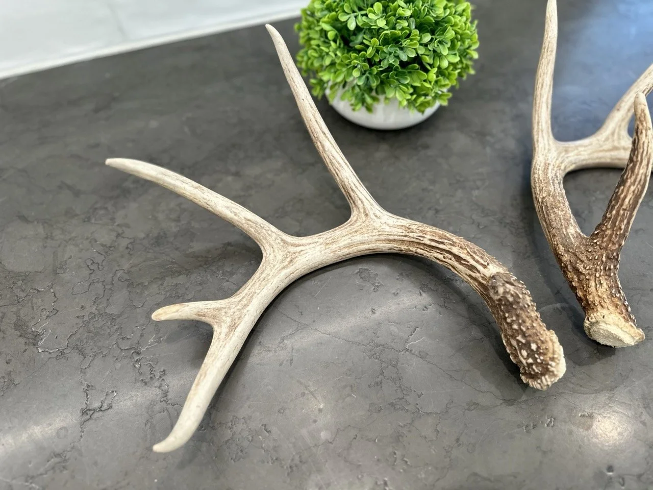 IMG_4341 2 Large.jpeg