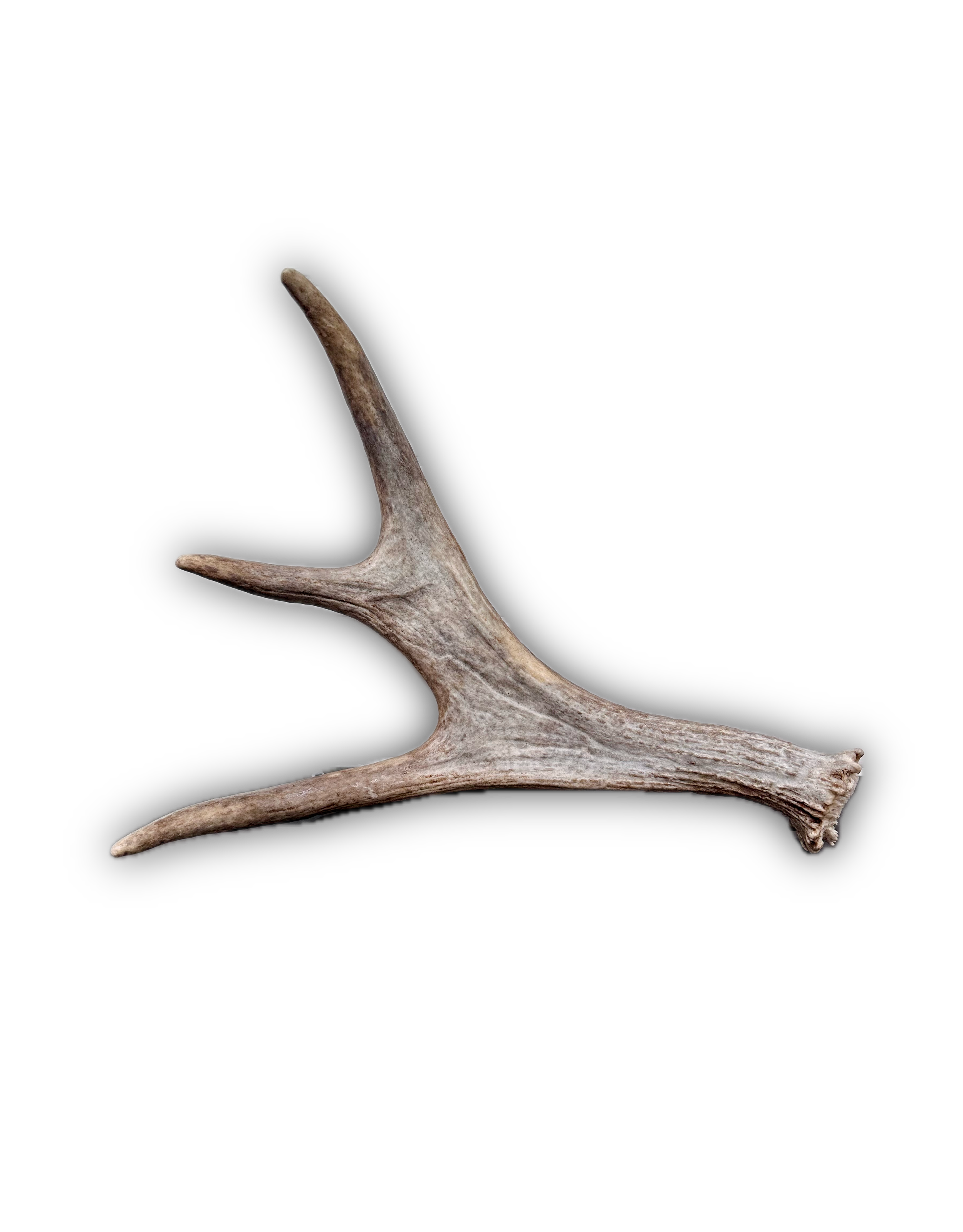 IMG_7232 Background Removed-shadow.png
