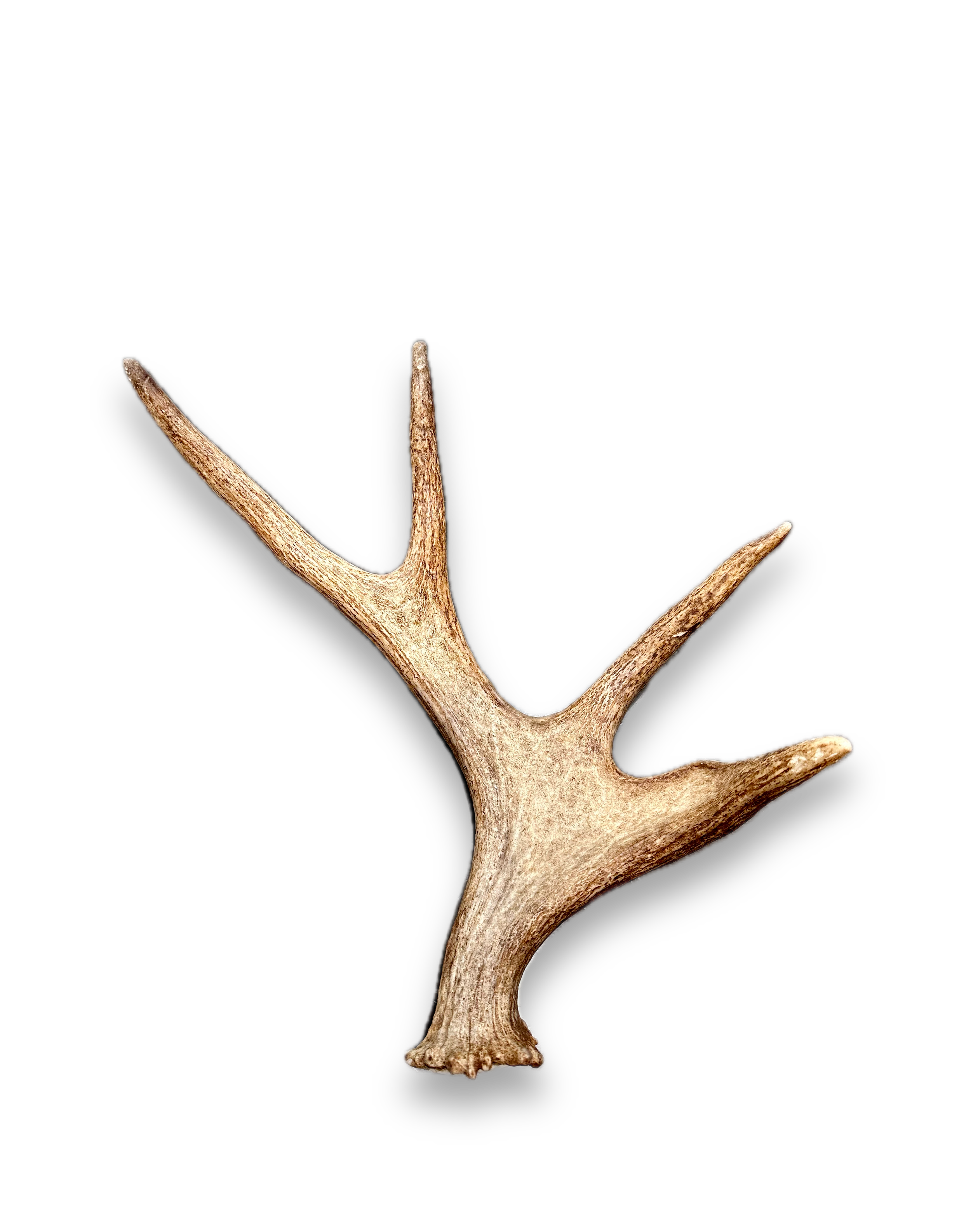 IMG_7259 Background Removed-shadow.png