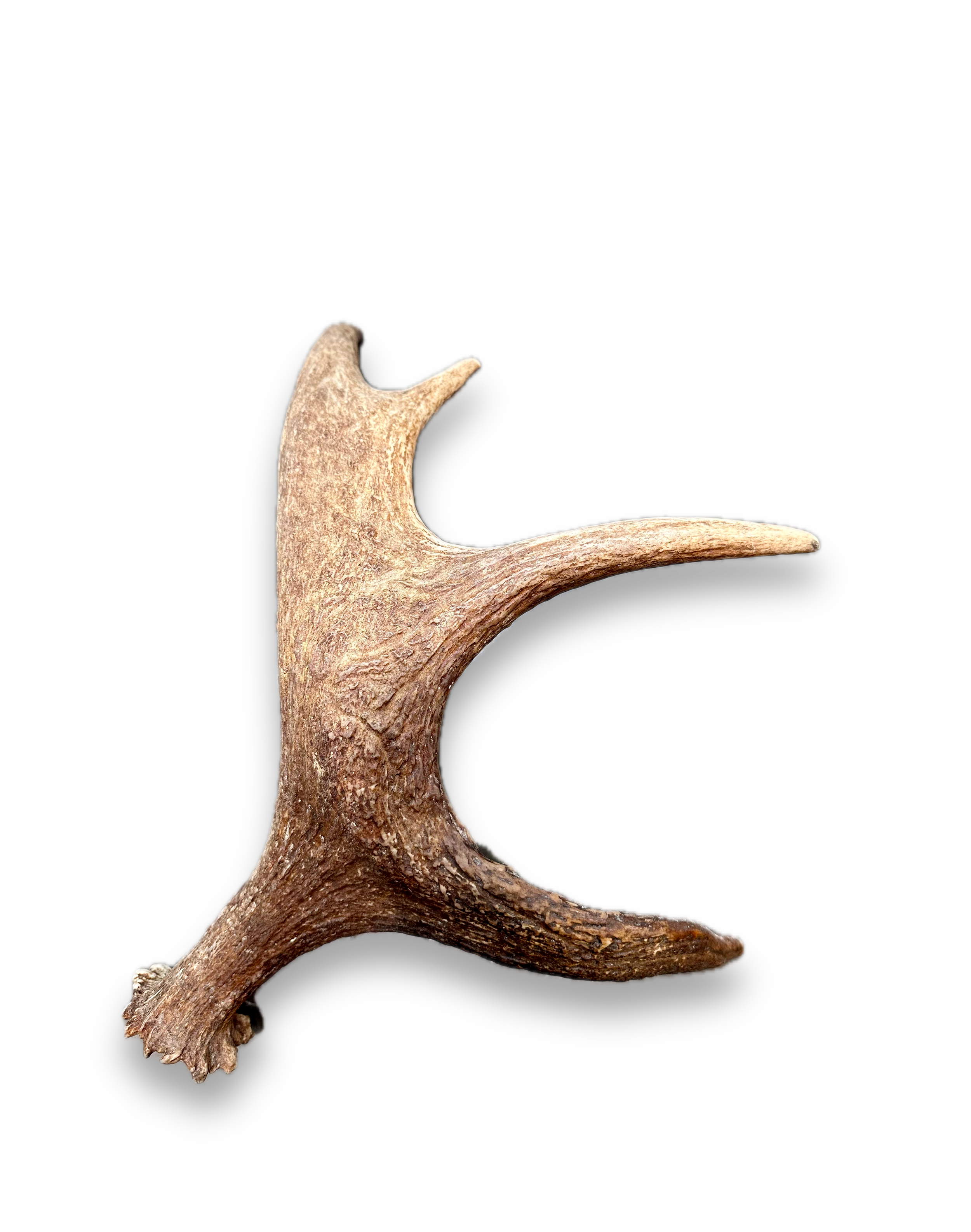IMG_7250 Background Removed-shadow.png