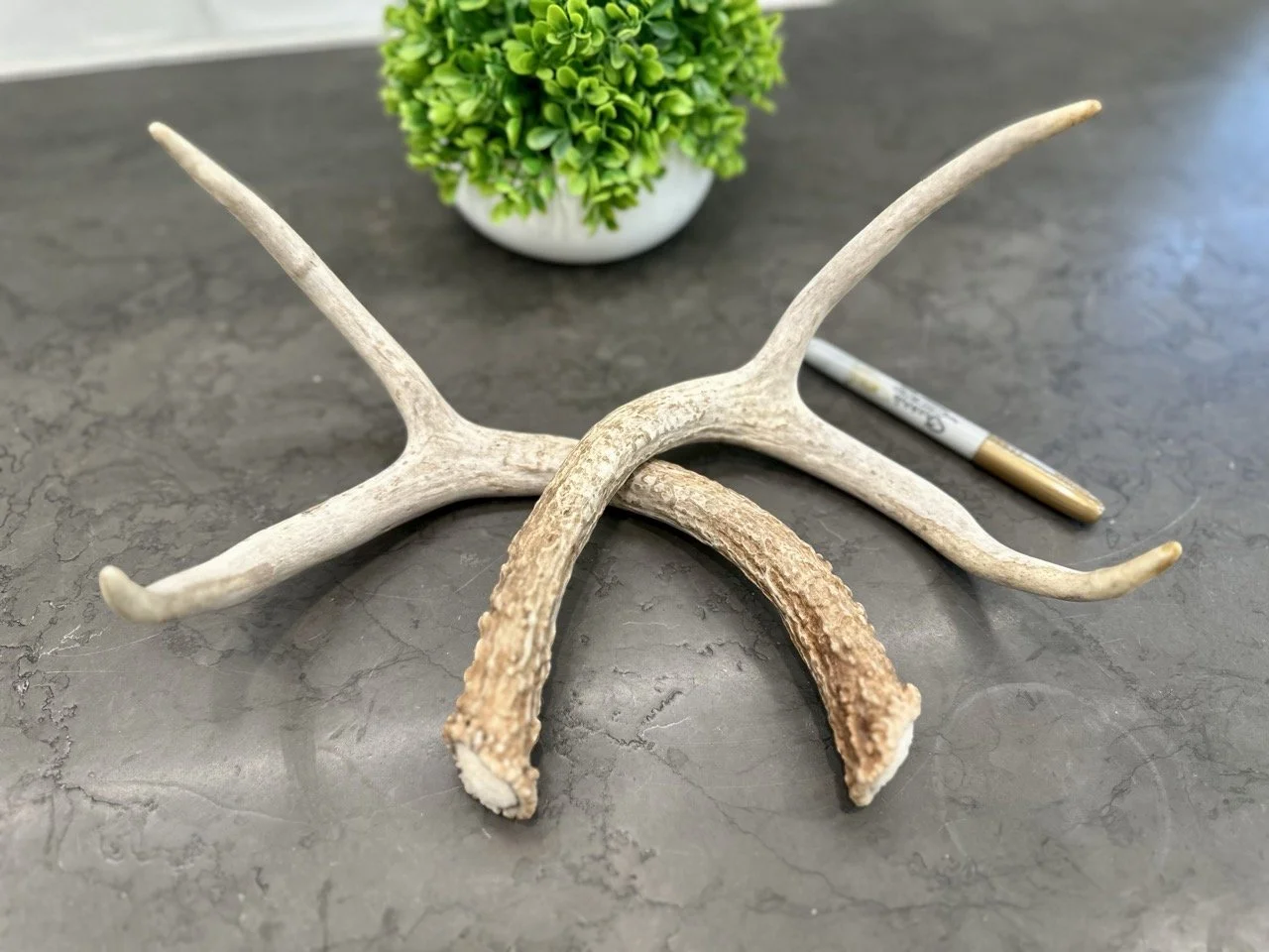 IMG_4401 2 Large.jpeg