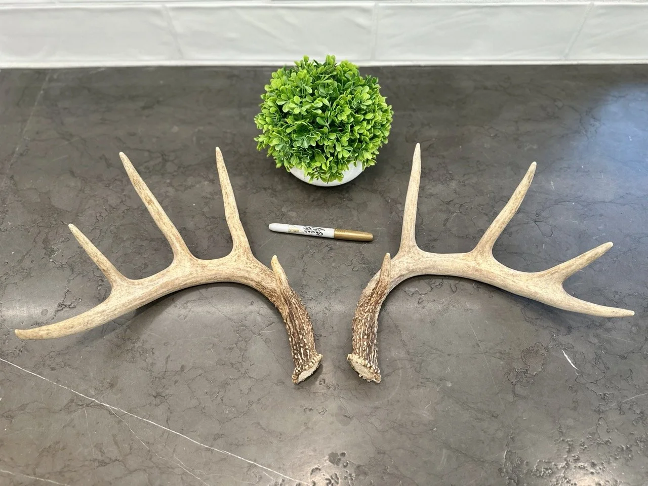 IMG_4353 2 Large.jpeg