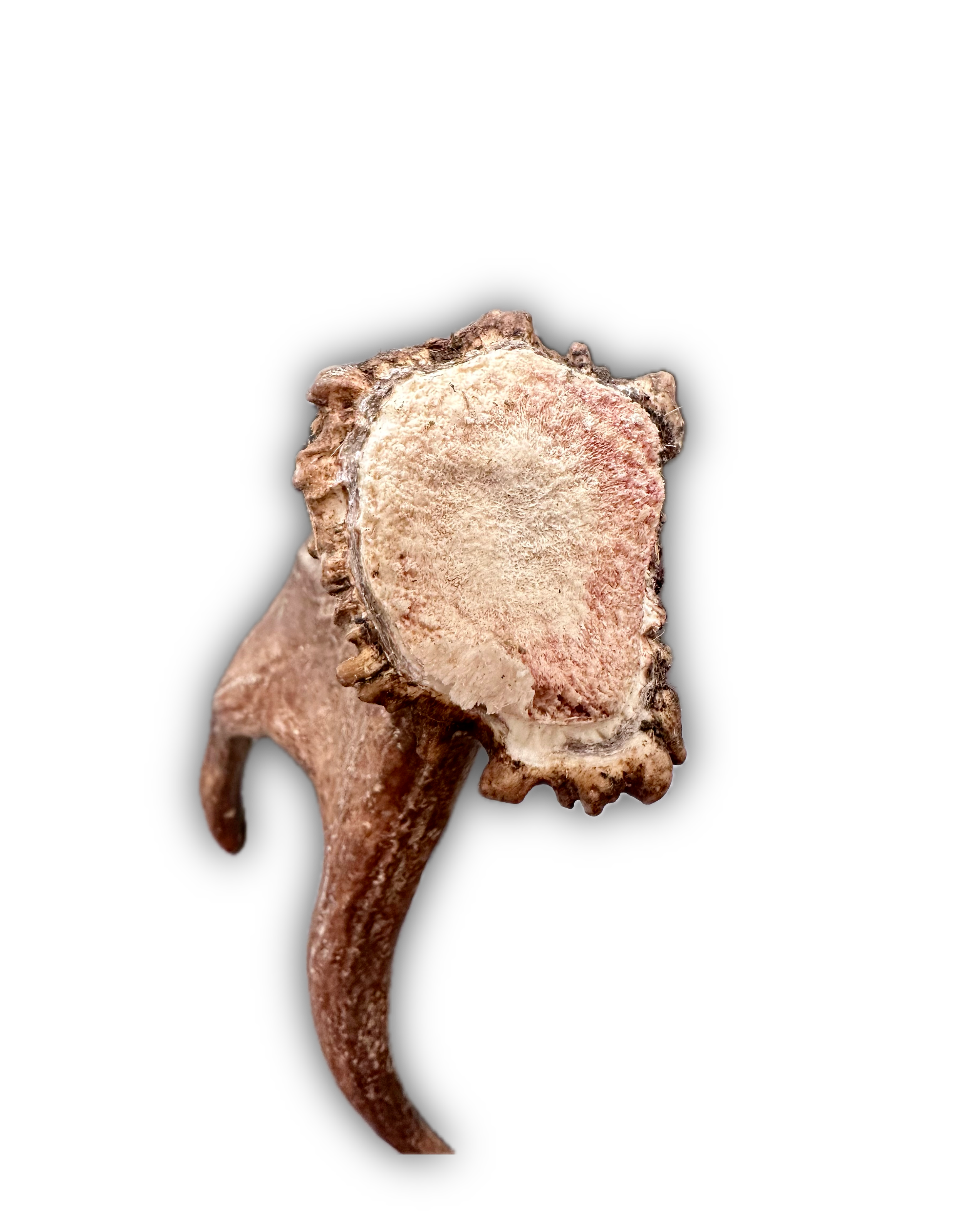 IMG_7212 Background Removed-shadow.png