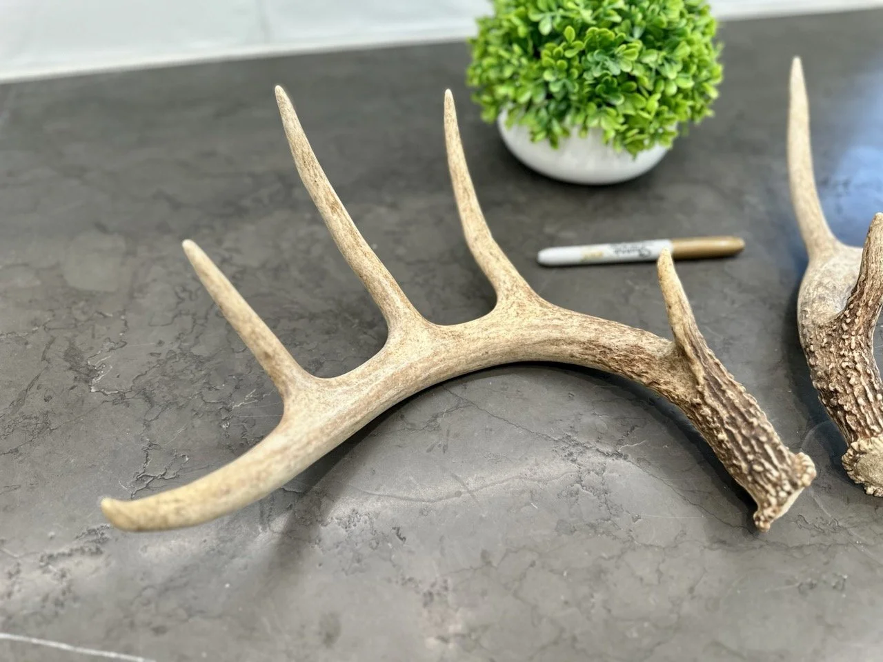 IMG_4355 2 Large.jpeg