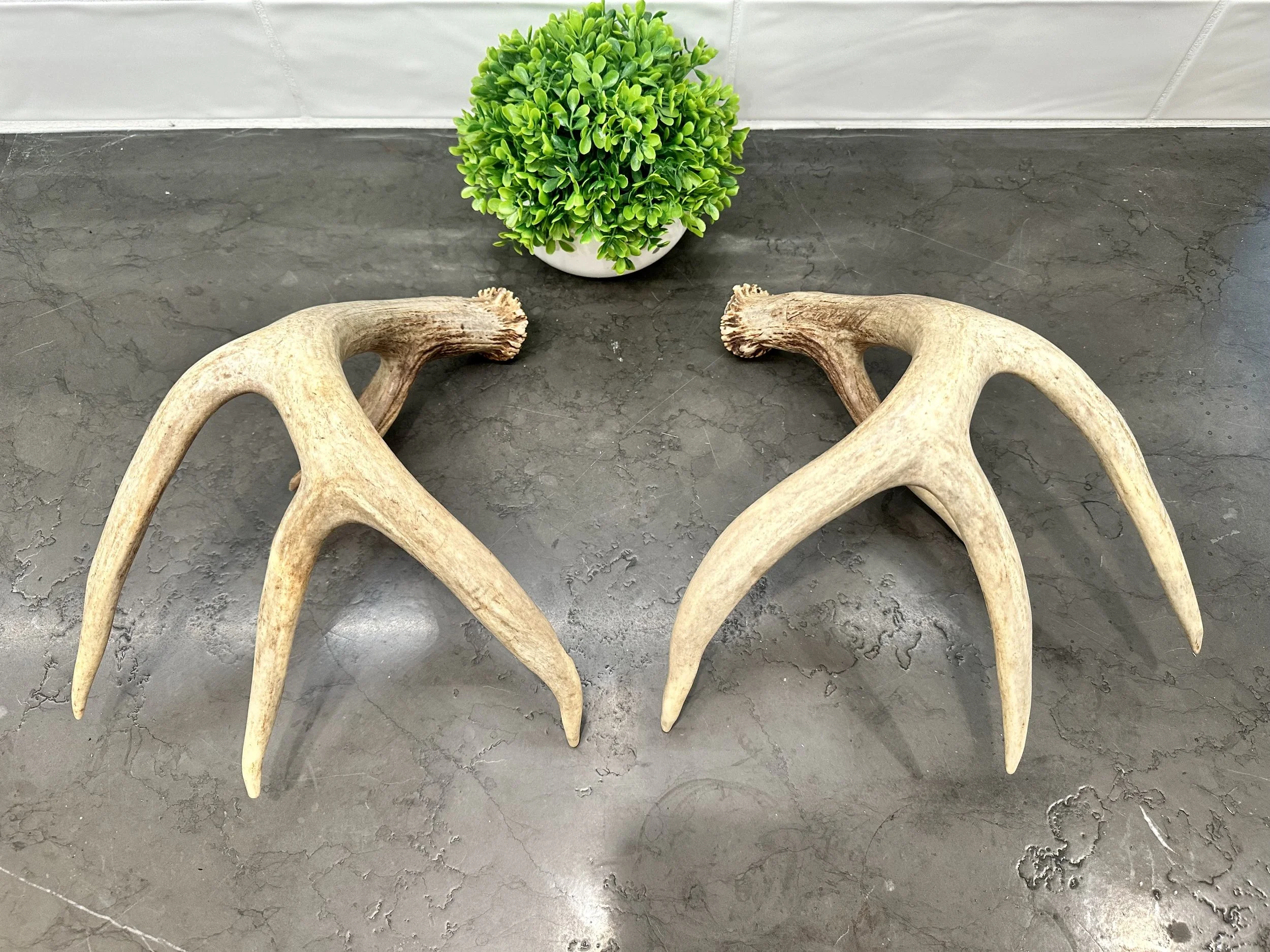 2) Whole Deer Antlers (Set) [Real, Naturally Shed Whitetail Deer