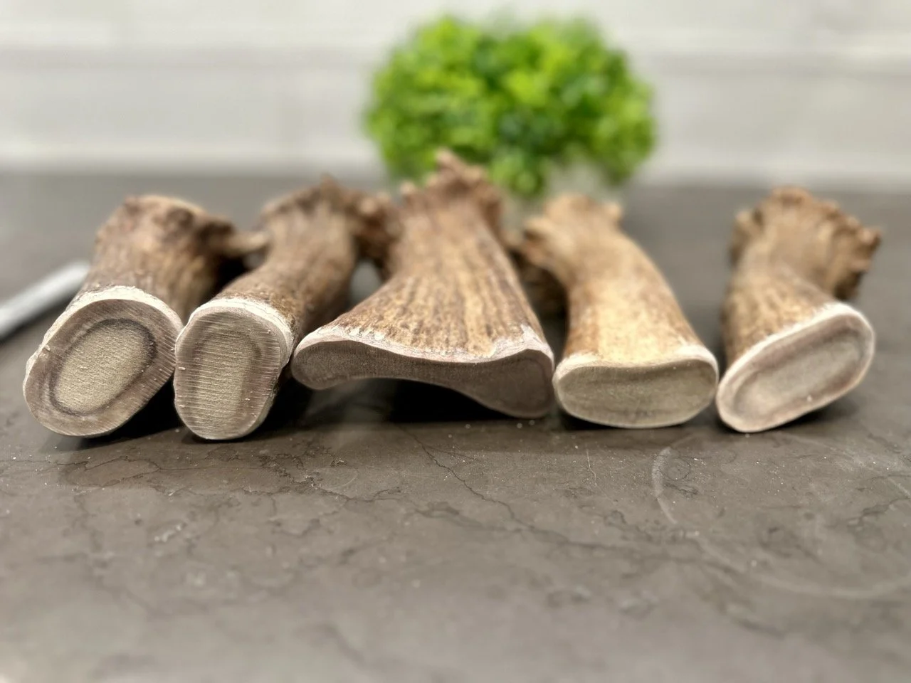 Moose Antler Base