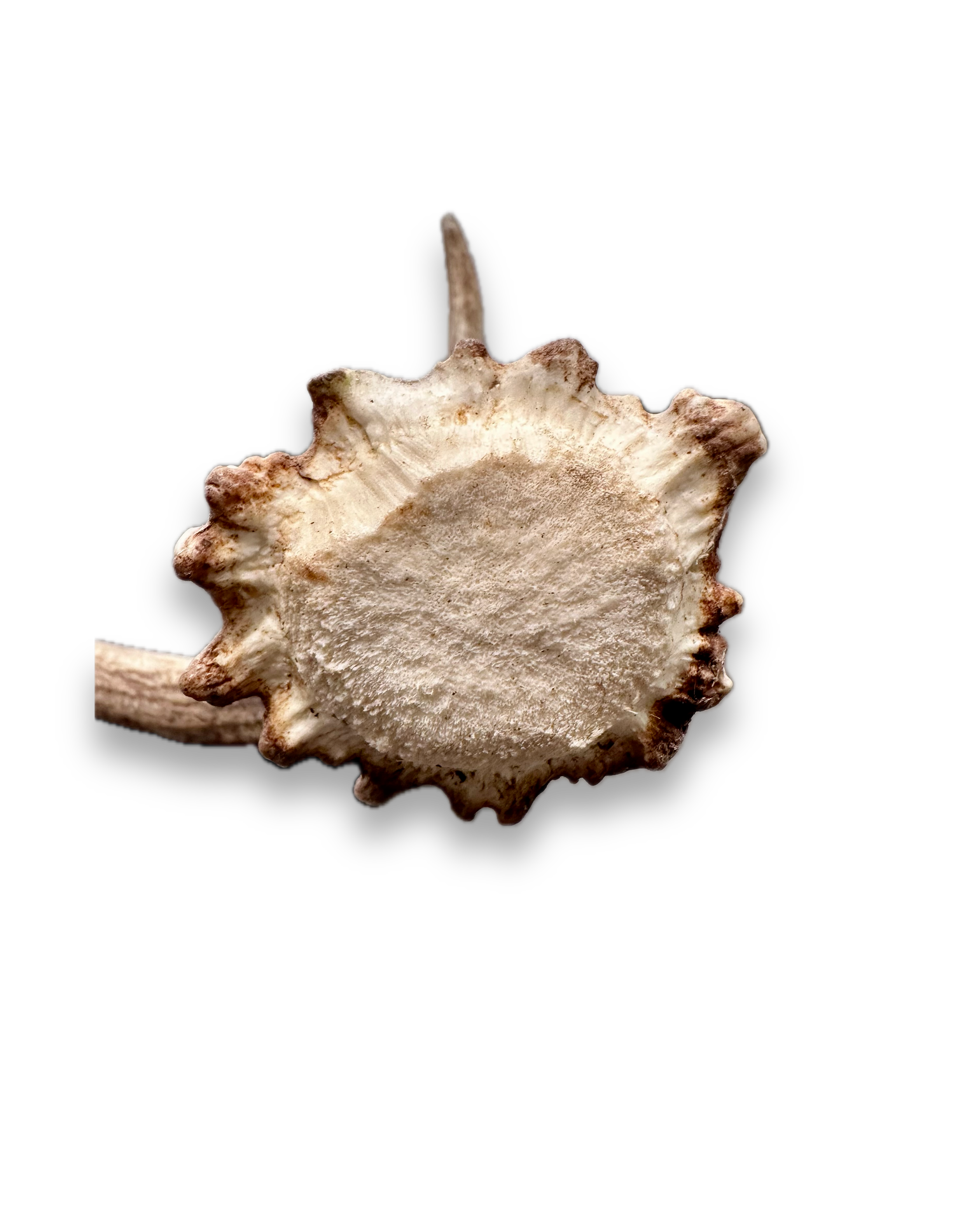 IMG_7283 Background Removed-shadow.png