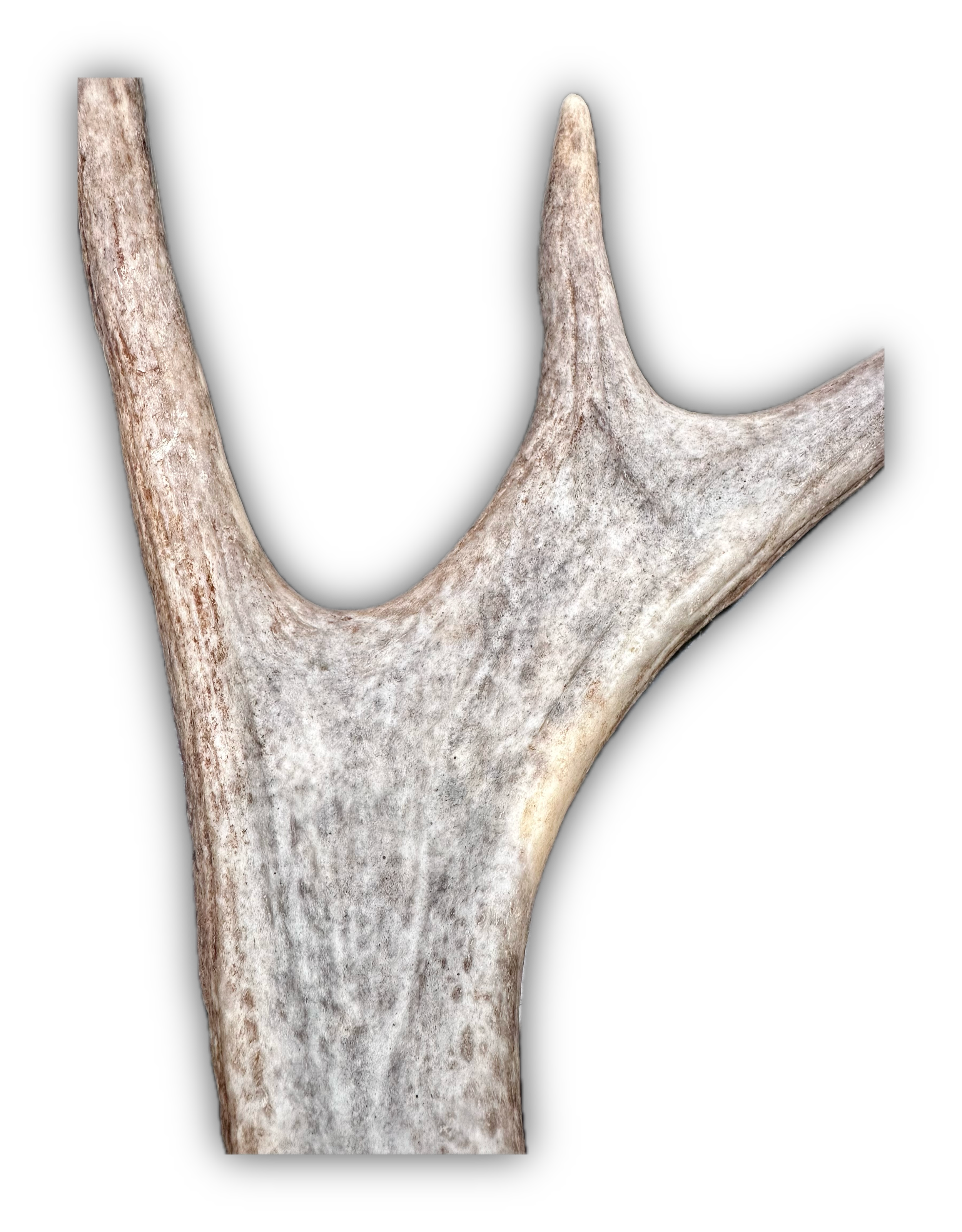 IMG_7229 Background Removed-shadow.png