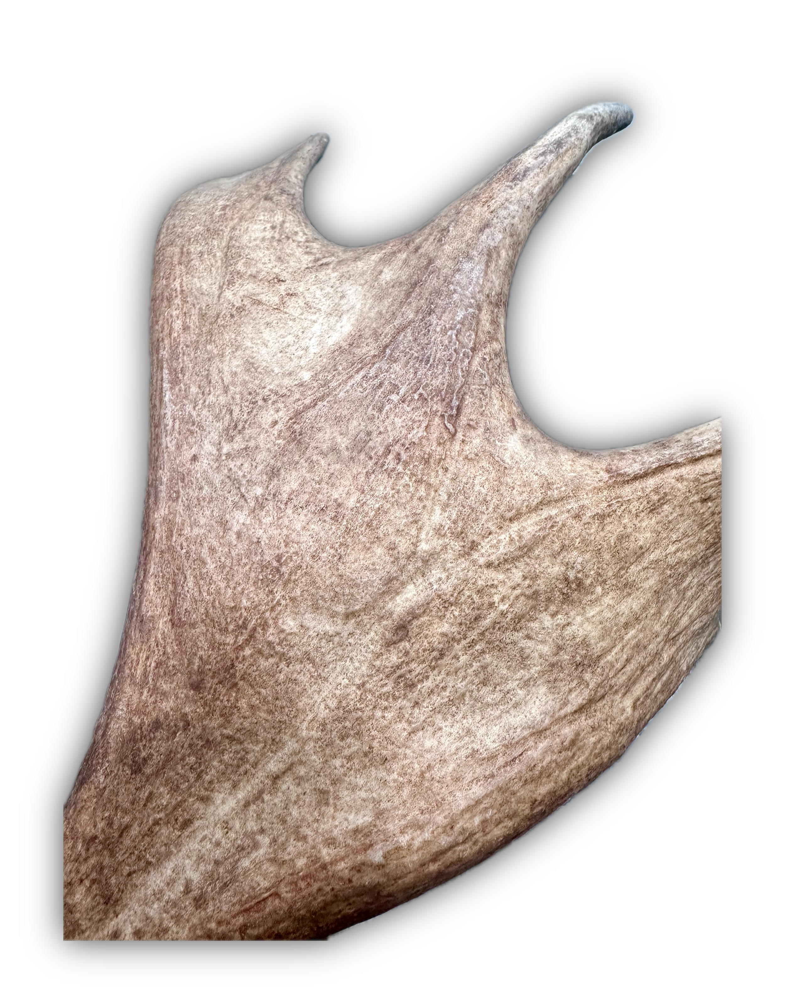 IMG_7238 Background Removed-shadow.png