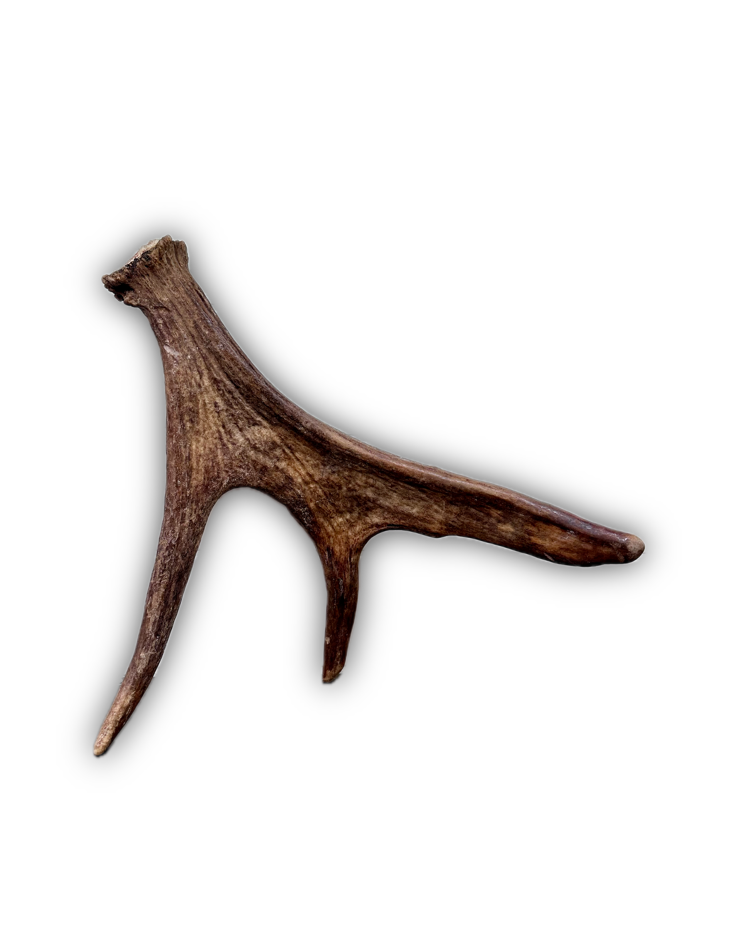 IMG_7208 Background Removed-shadow.png
