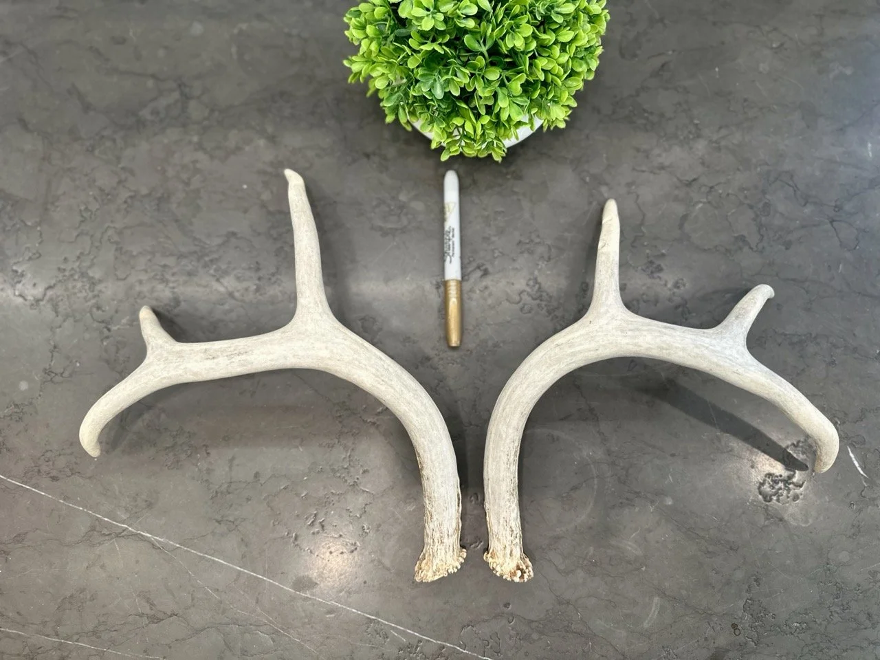 IMG_4373 2 Large.jpeg