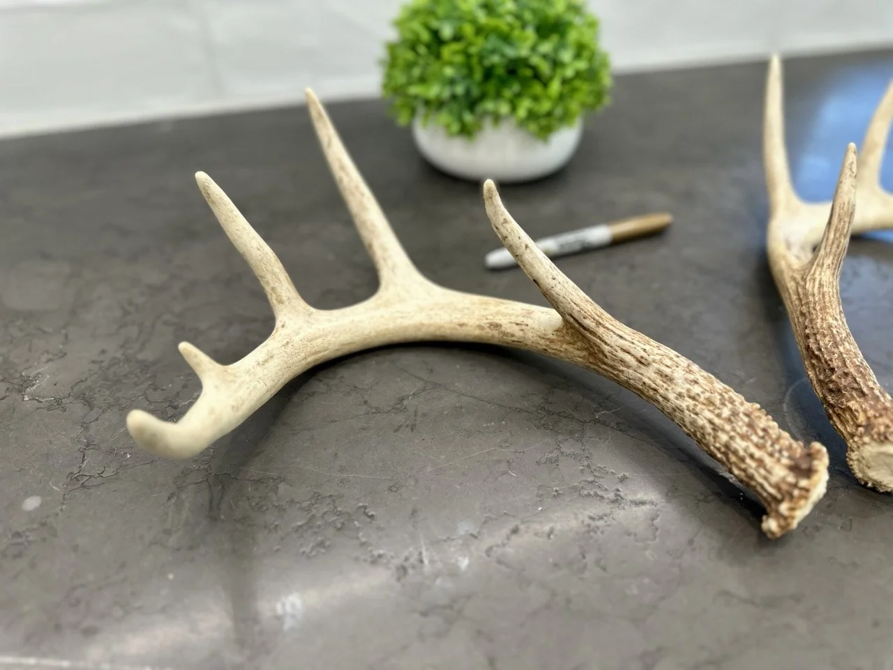 IMG_4378 2 Large.jpeg