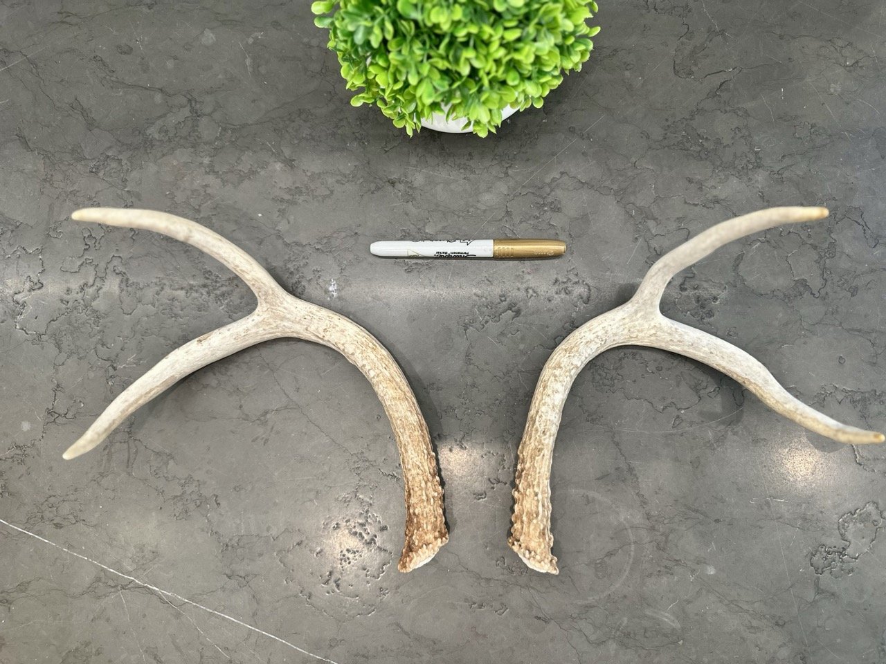 IMG_4400 2 Large.jpeg