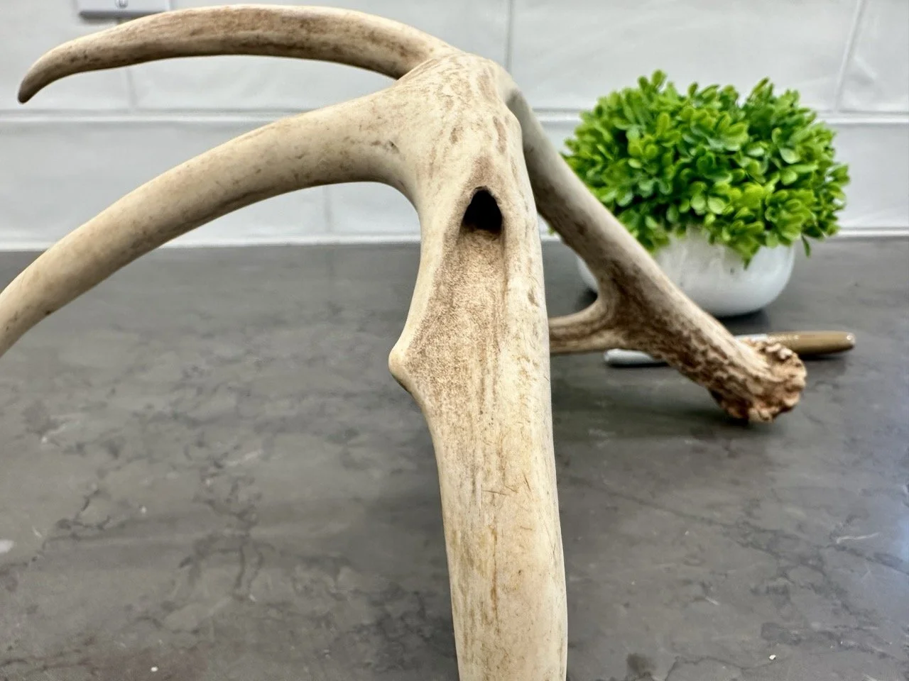 IMG_4367 2 Large.jpeg