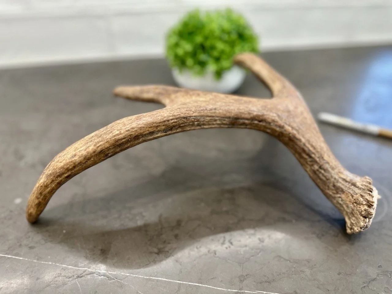 IMG_4416 2 Large.jpeg