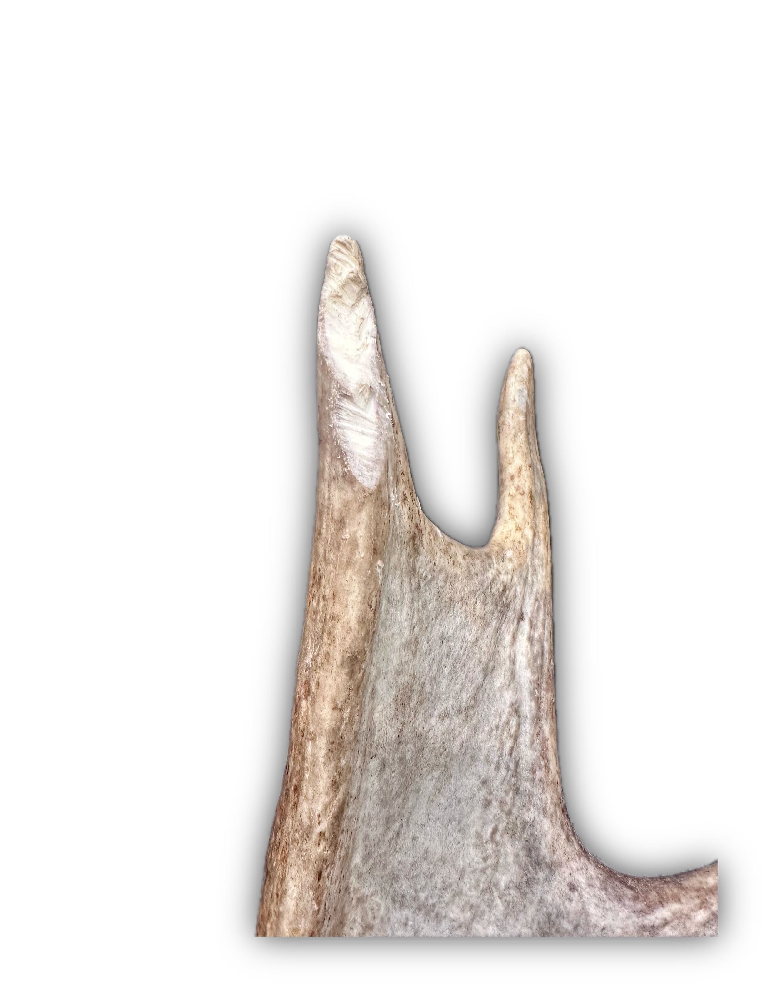 IMG_7240 Background Removed-shadow.png