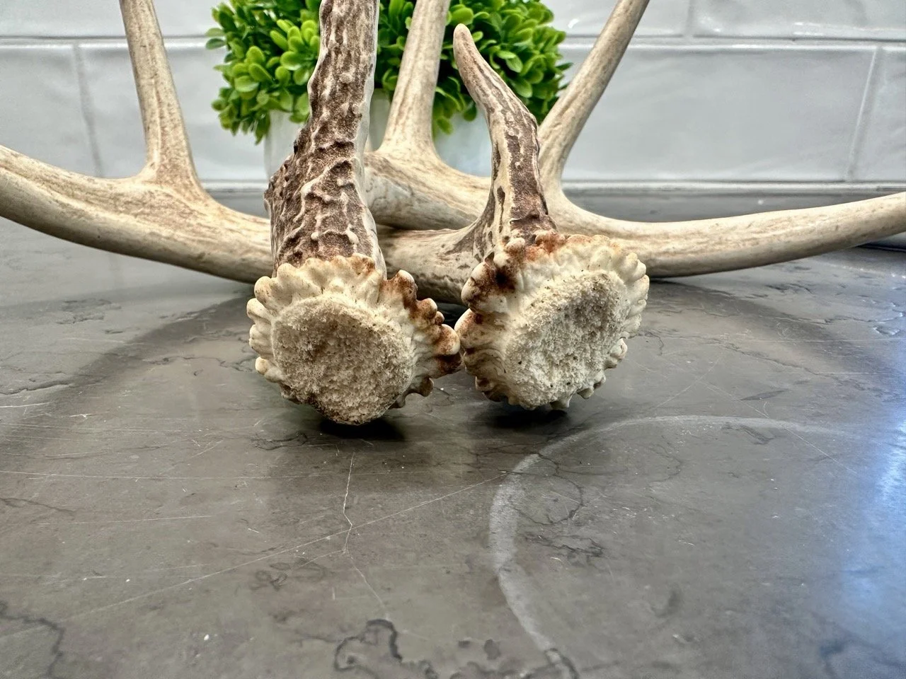 IMG_4391 2 Large.jpeg