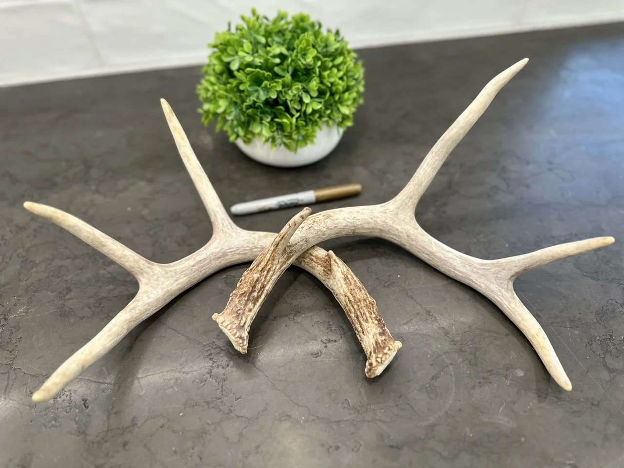 IMG_4372 2 Large.jpeg