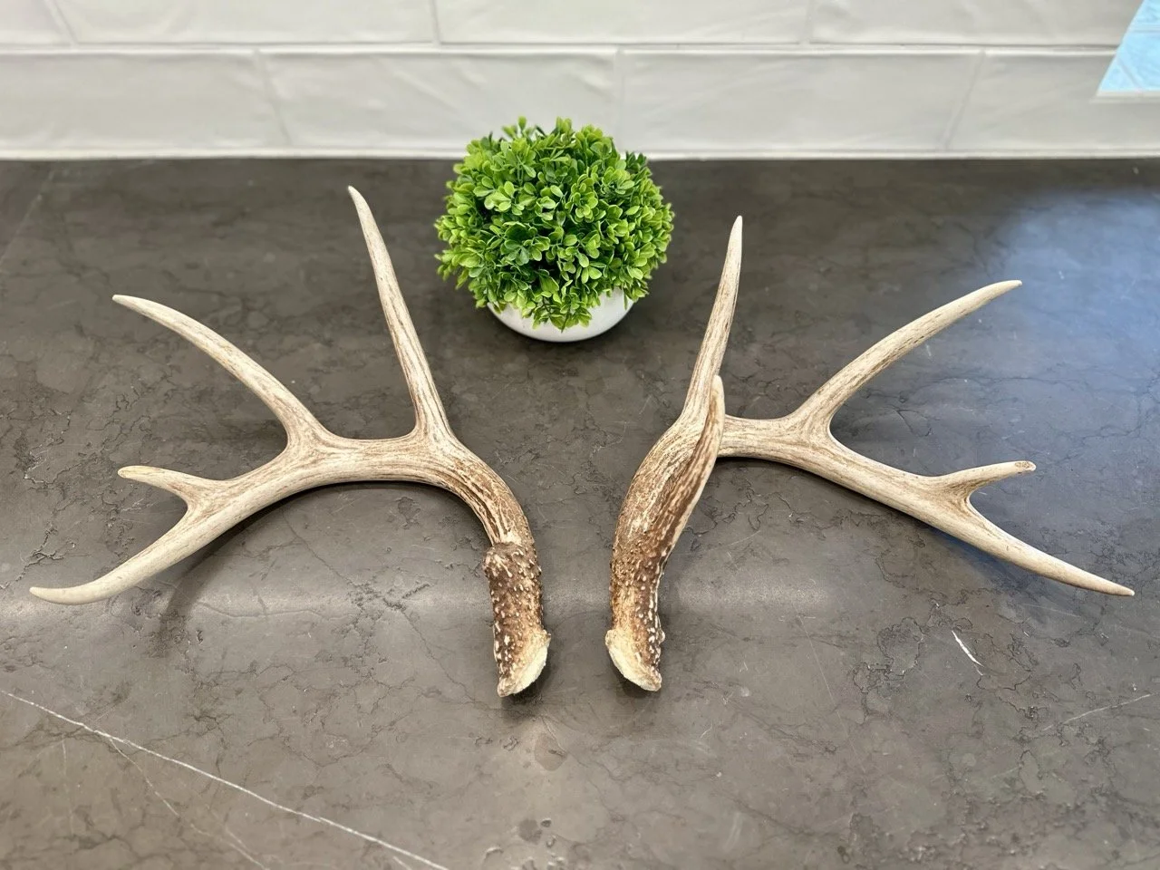 IMG_4339 2 Large.jpeg