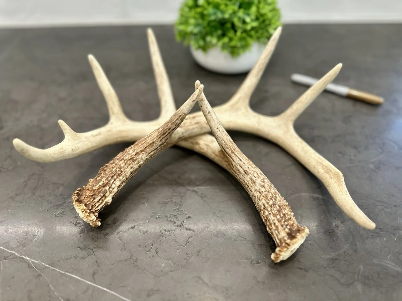 IMG_4381 2 Large.jpeg