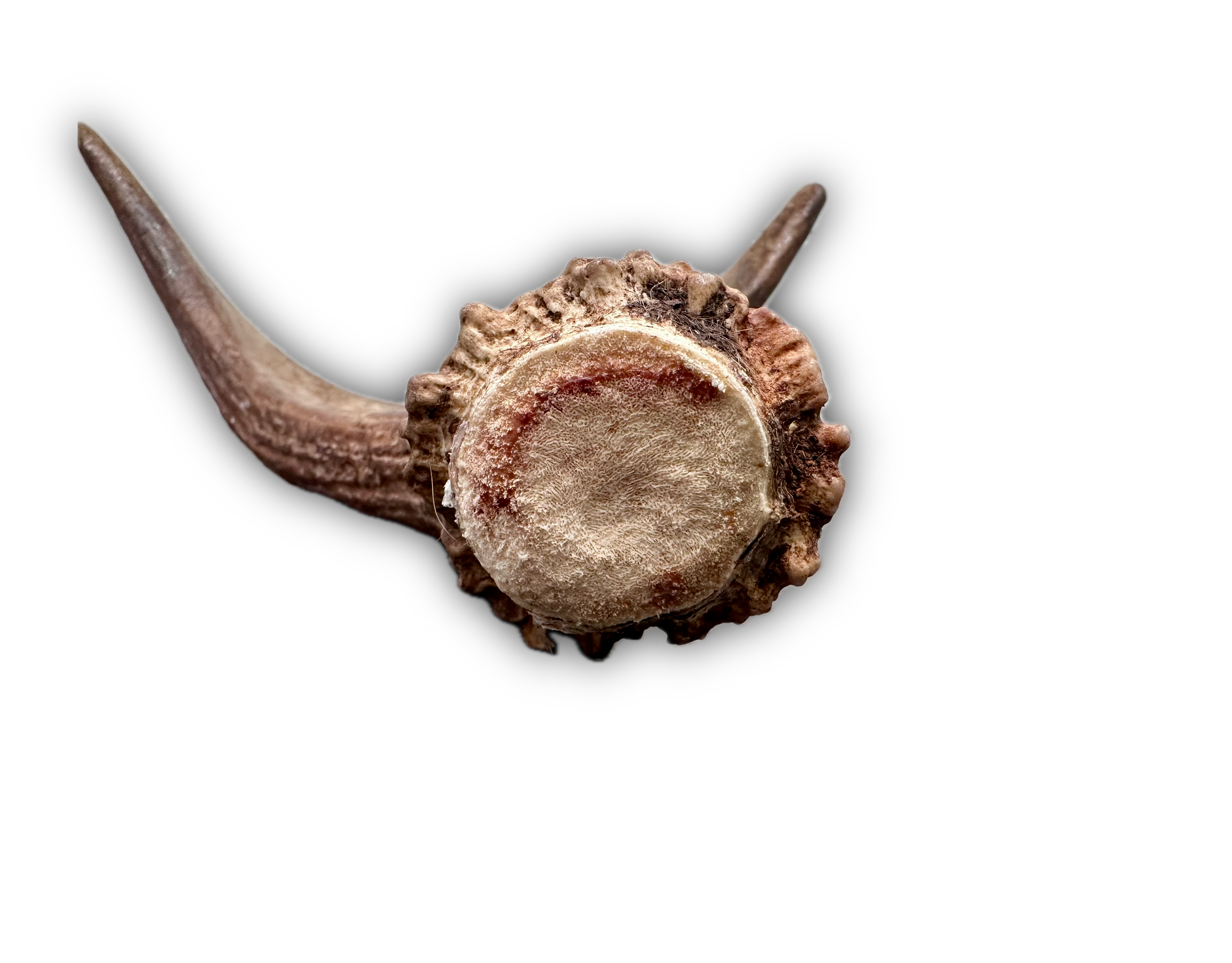IMG_7202 Background Removed-shadow.png