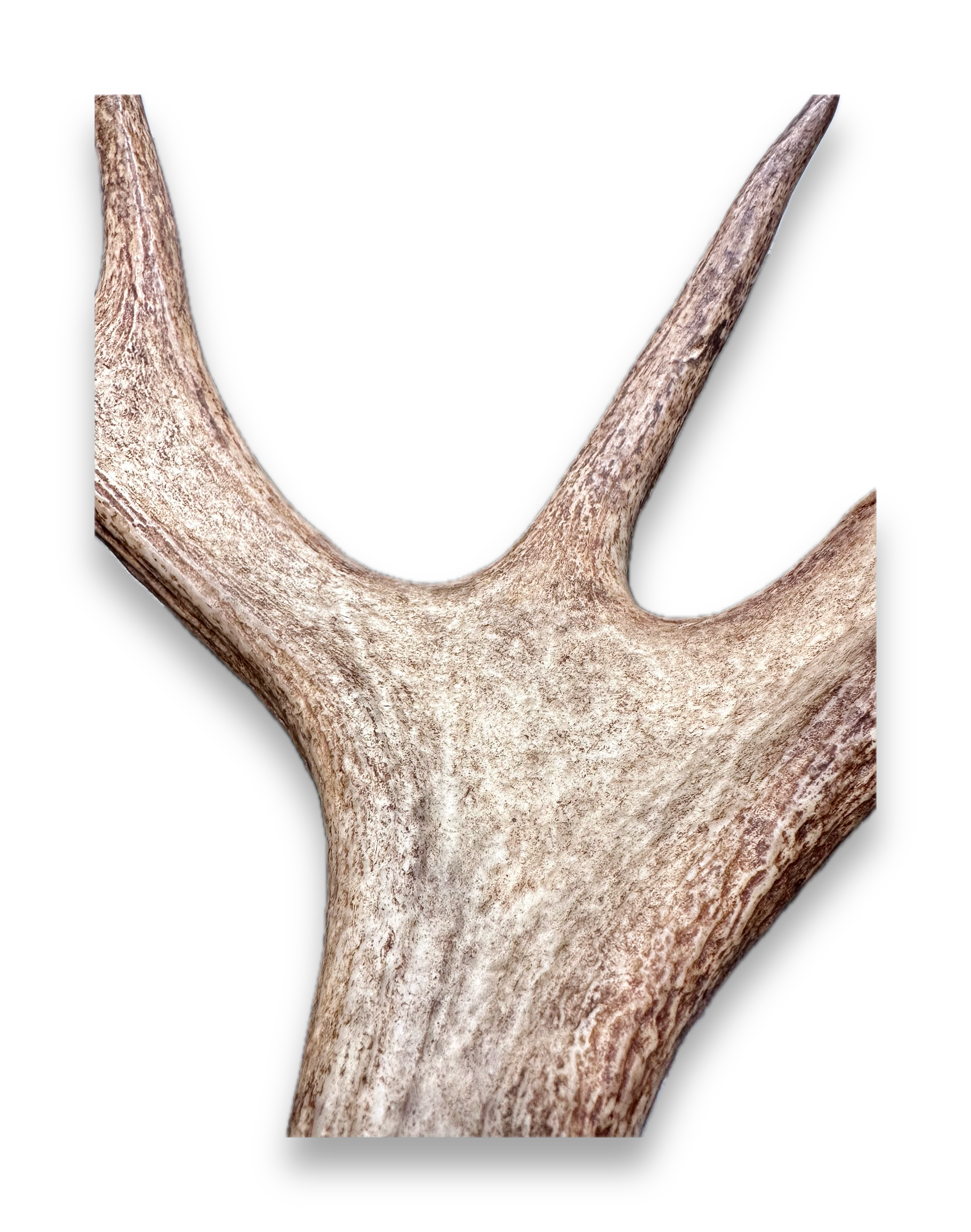 IMG_7260 Background Removed-shadow.png