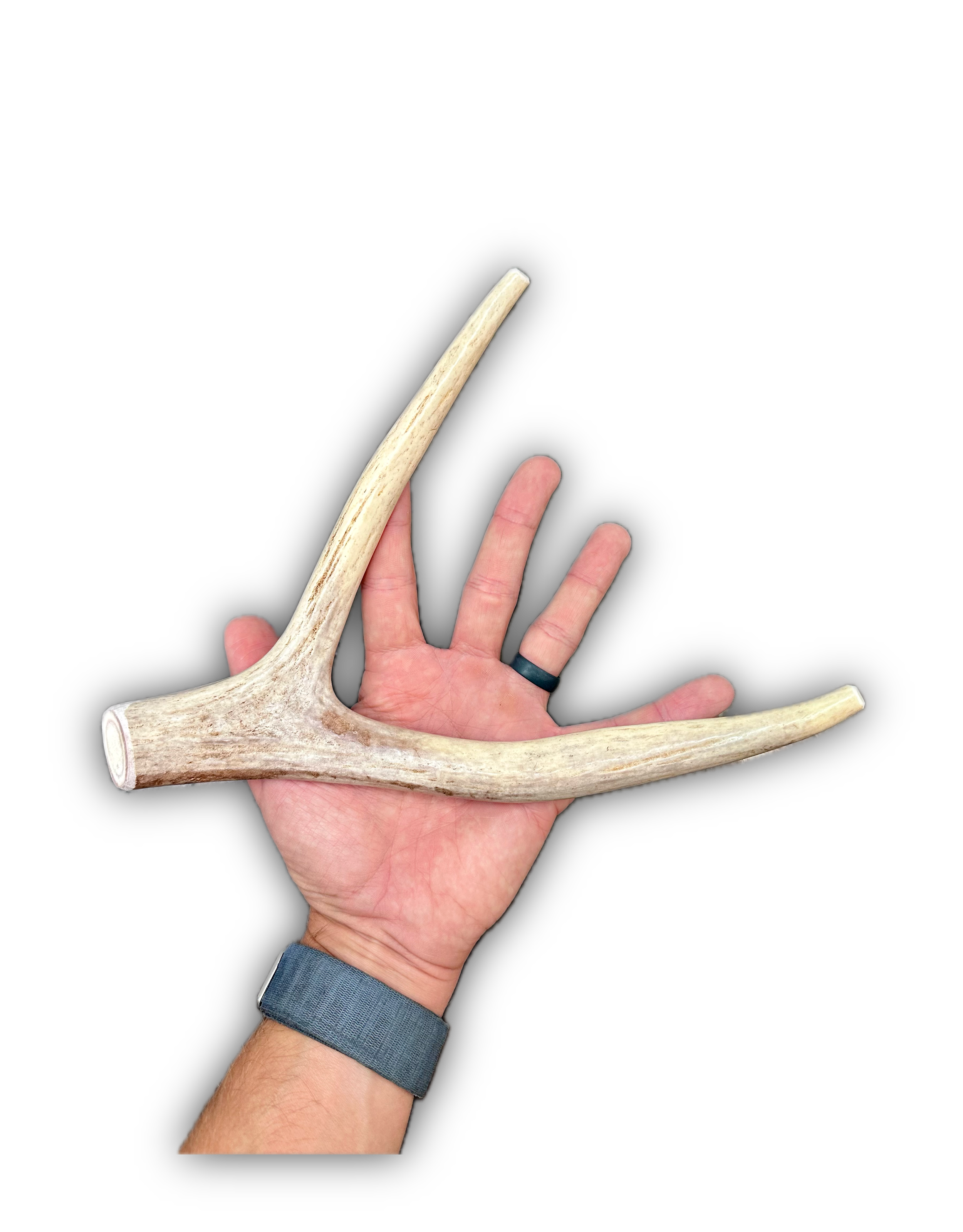 Deer Antler | Dog Chews | Custom Cut | Multi-Point Chew 10"