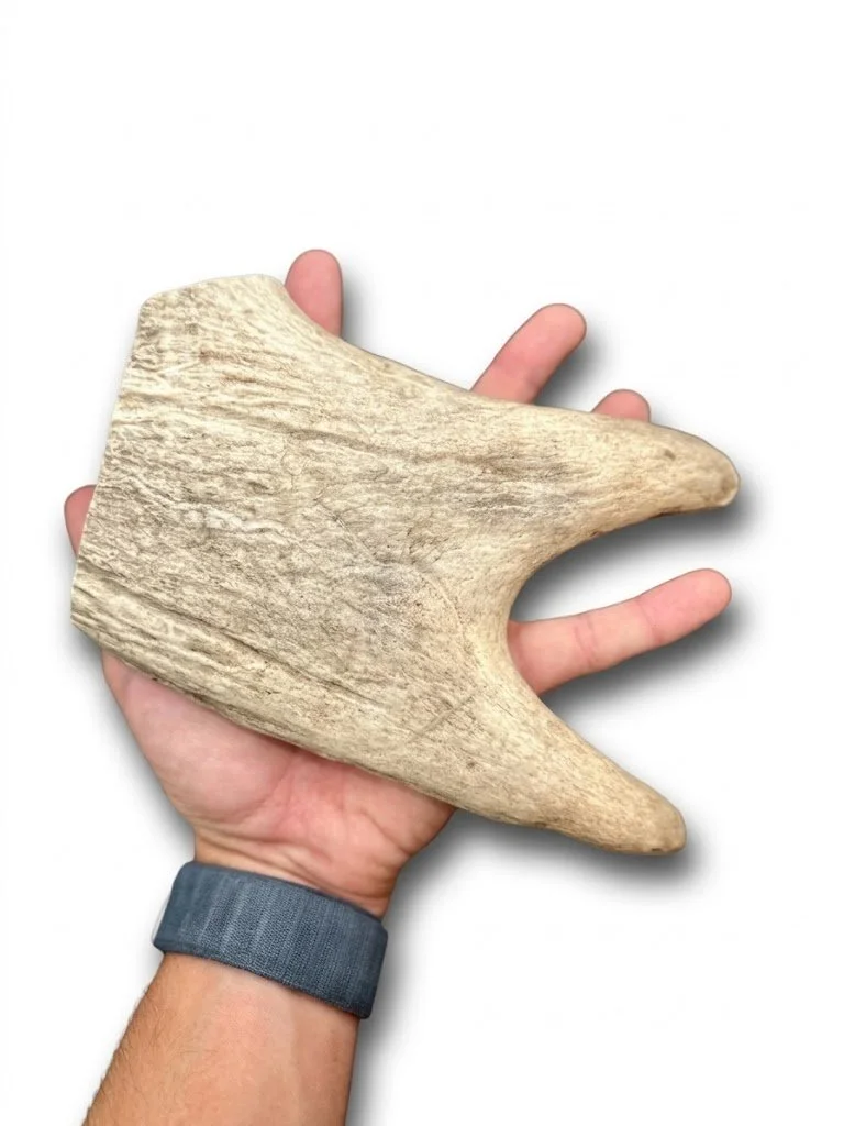 Moose Antler | Dog Chews | Custom Cut | 7.5" Claw