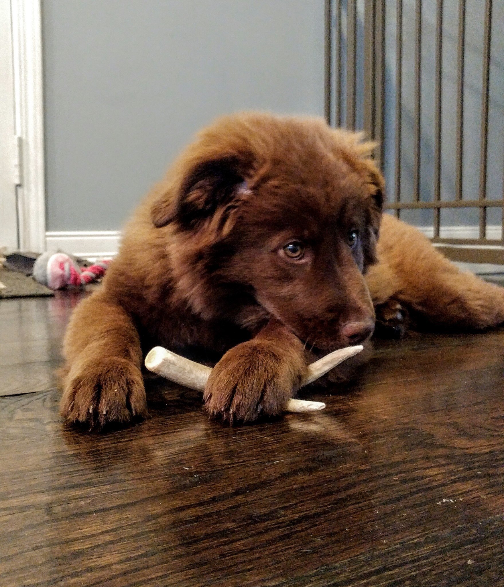 Moose, Deer, and Elk Antler Dog Chews: Which One is Best for Your Pup?