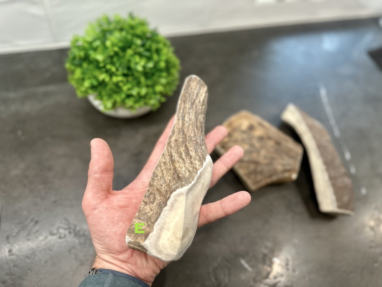 Antler Ridge Co Moose Antler3.jpeg