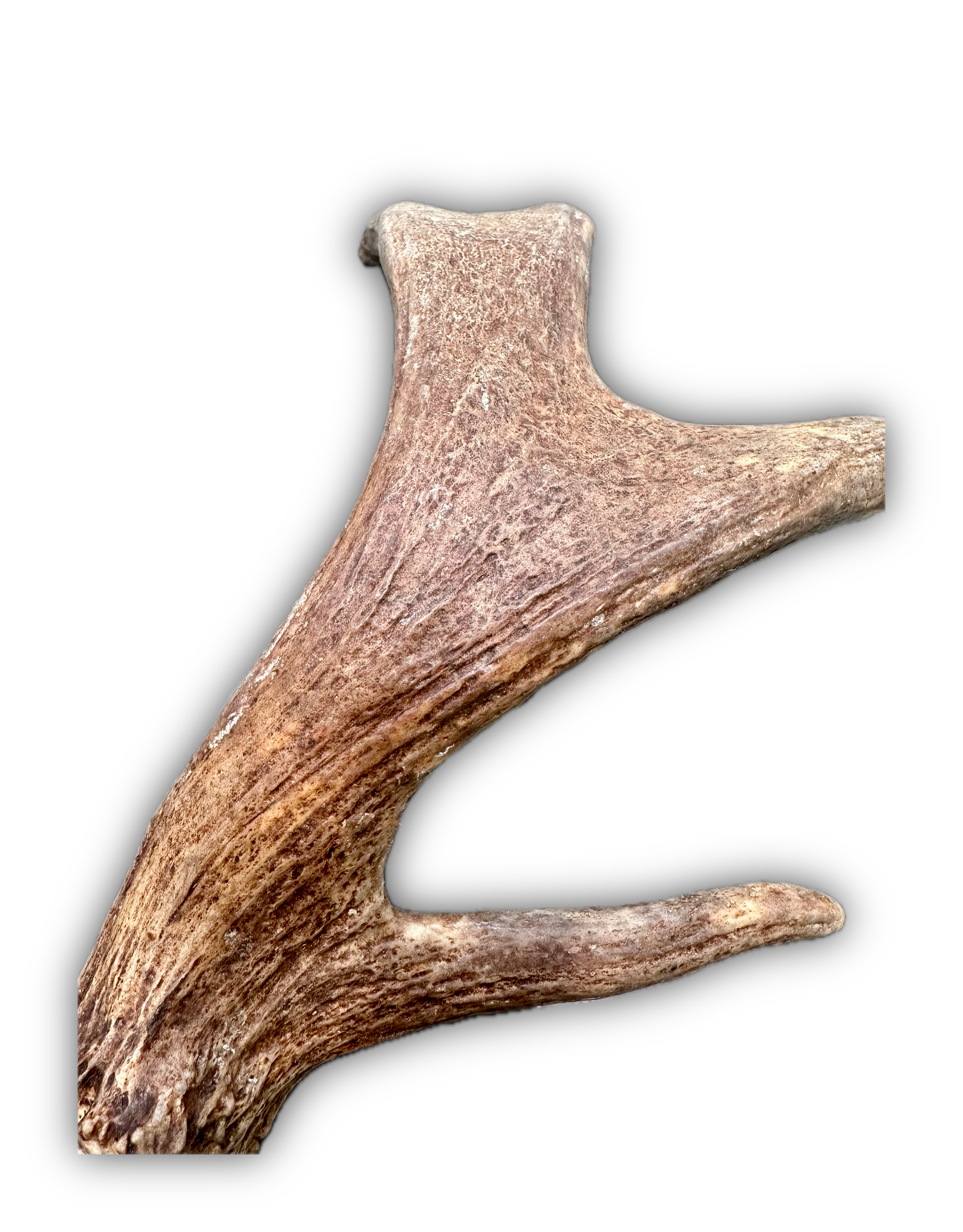 IMG_7223 Background Removed-shadow.png