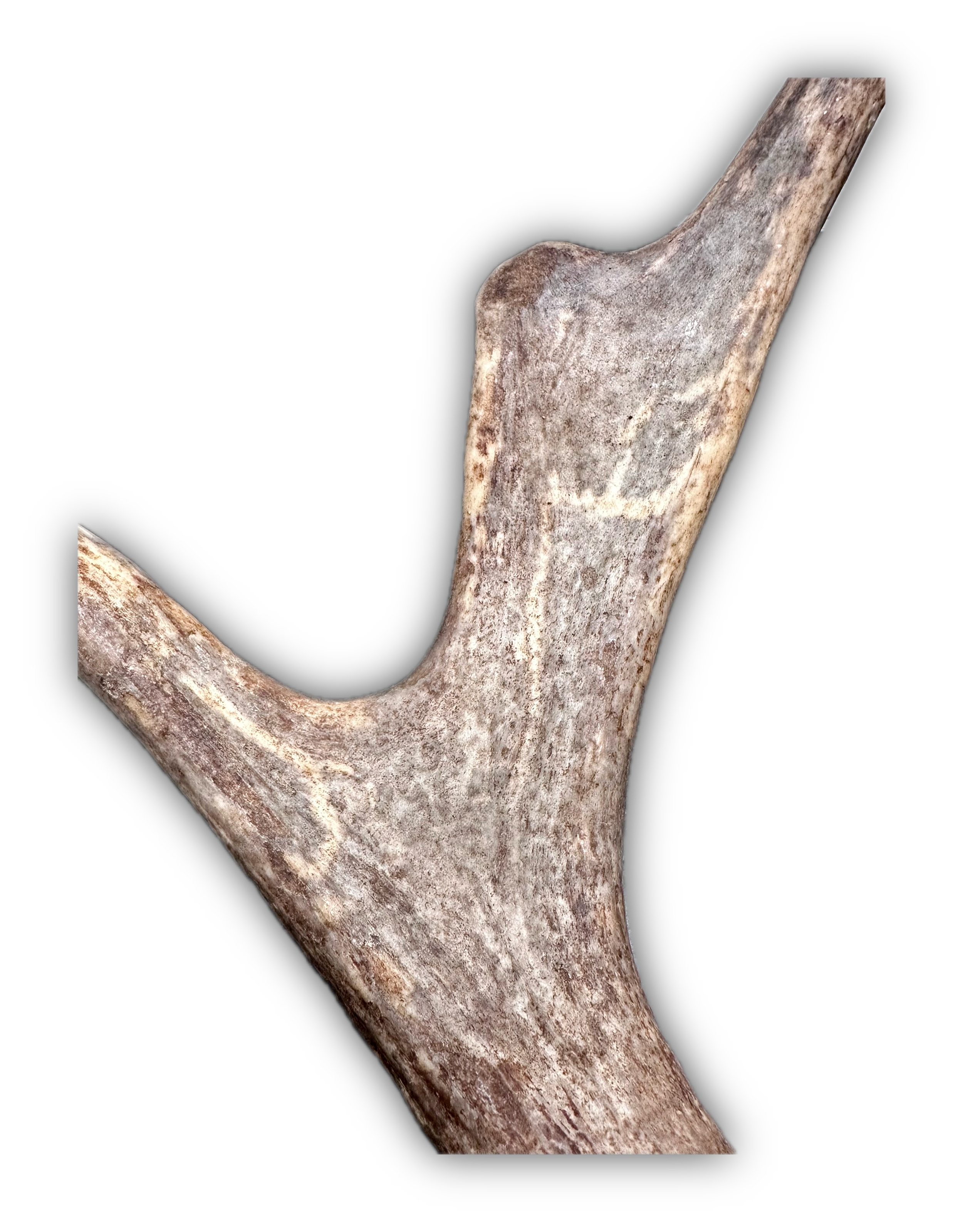 IMG_7222 Background Removed-shadow.png