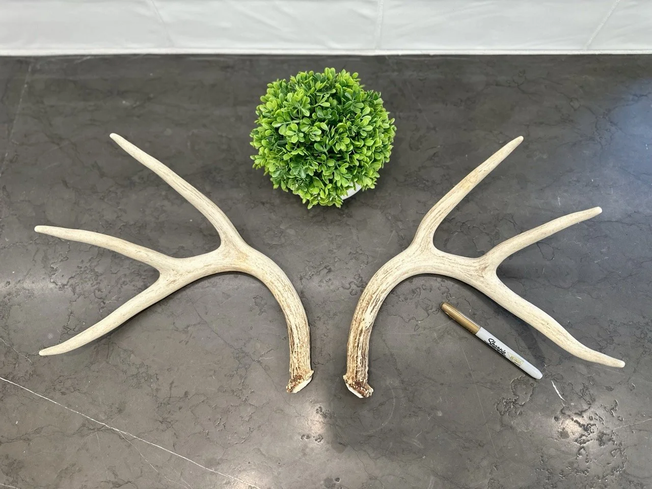 IMG_4347 2 Large.jpeg