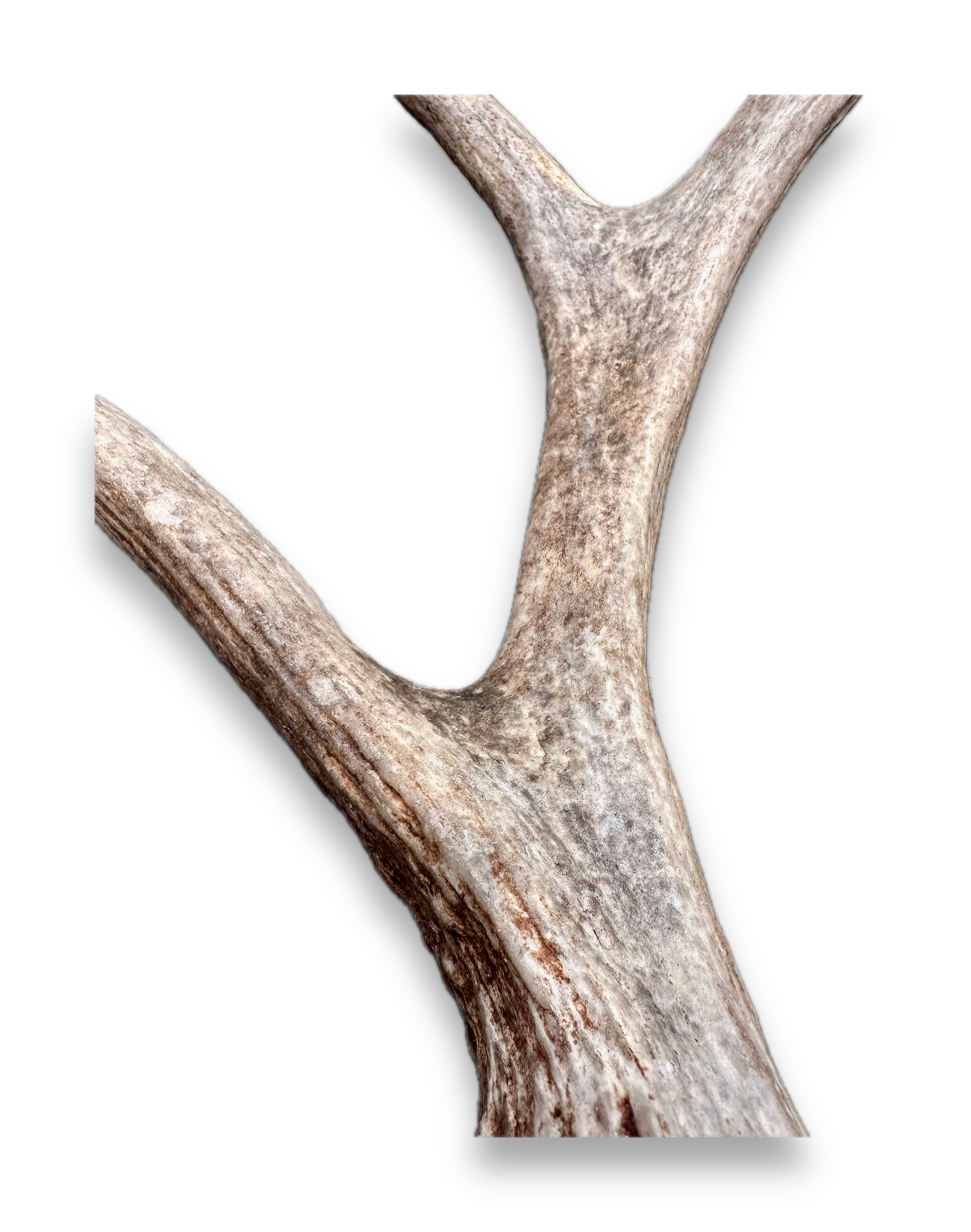 IMG_7268 Background Removed-shadow.png